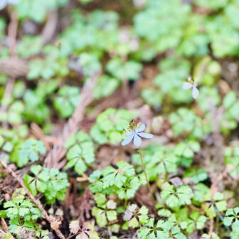 冷水山・百前森山・果無山 会いたかったよ