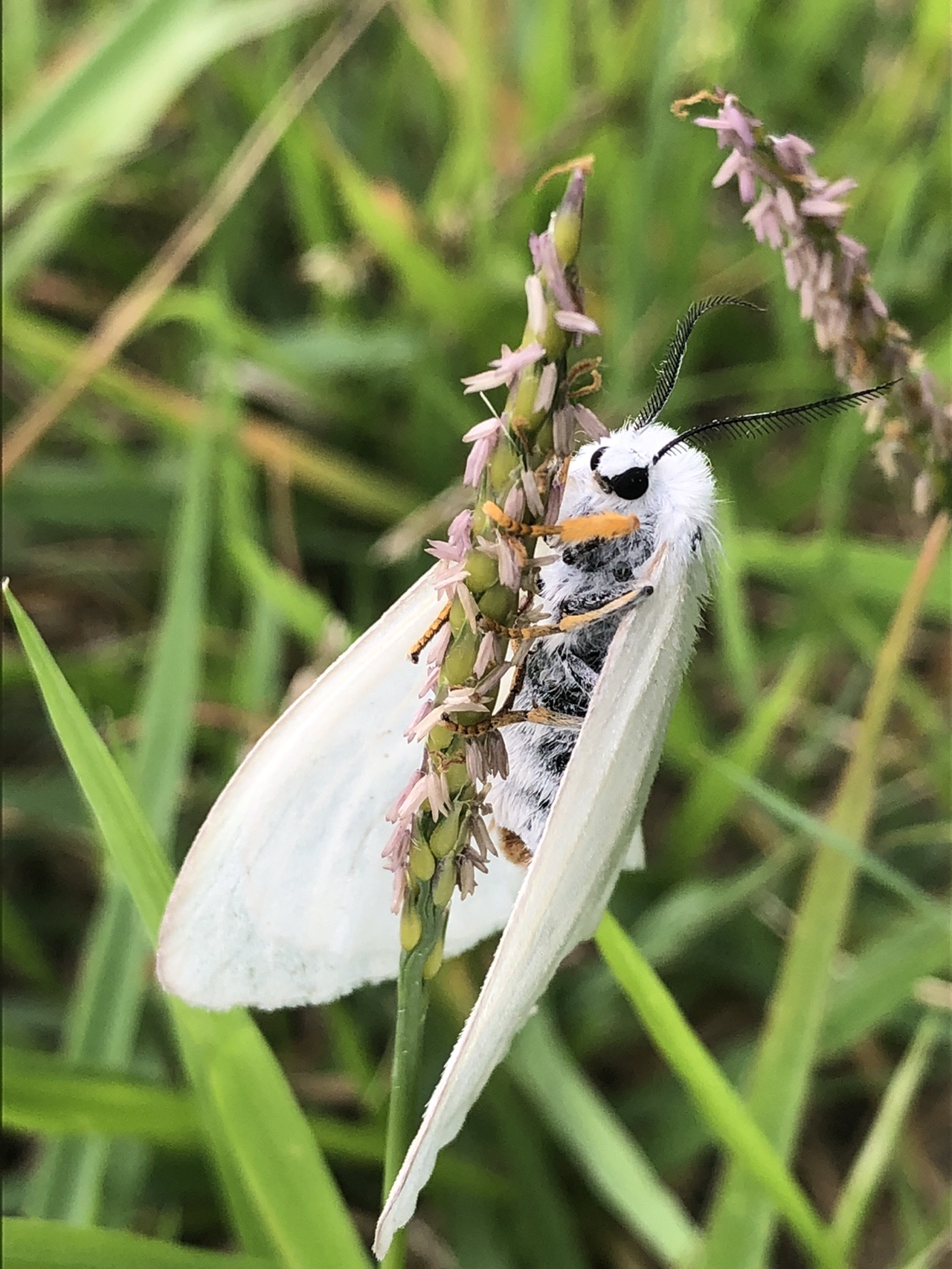 西山 華厳山 荻野高取山 5 31 ひでやんさんの大山 神奈川県 の活動日記 Yamap ヤマップ