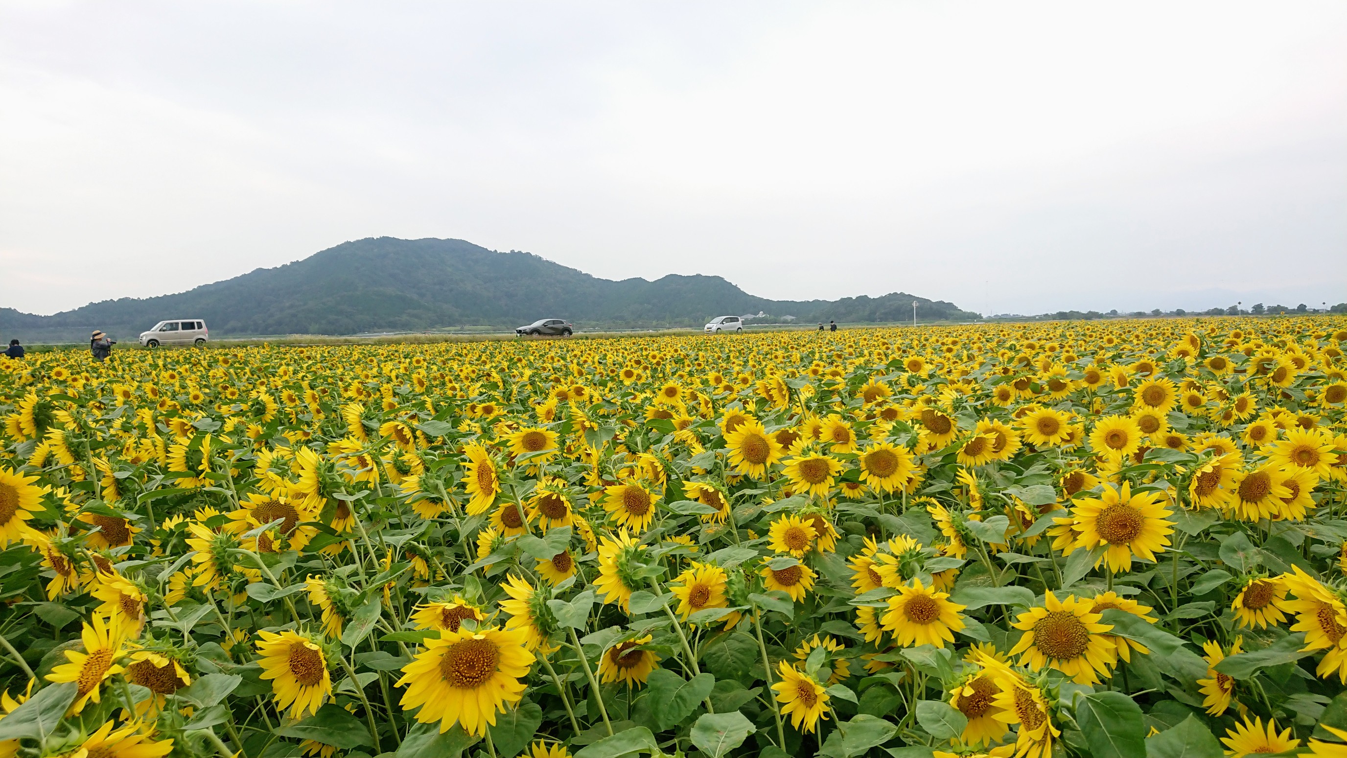ヒマワリ畑 荒神山 日夏山 Ayaさんの荒神山 滋賀県 の活動データ Yamap ヤマップ