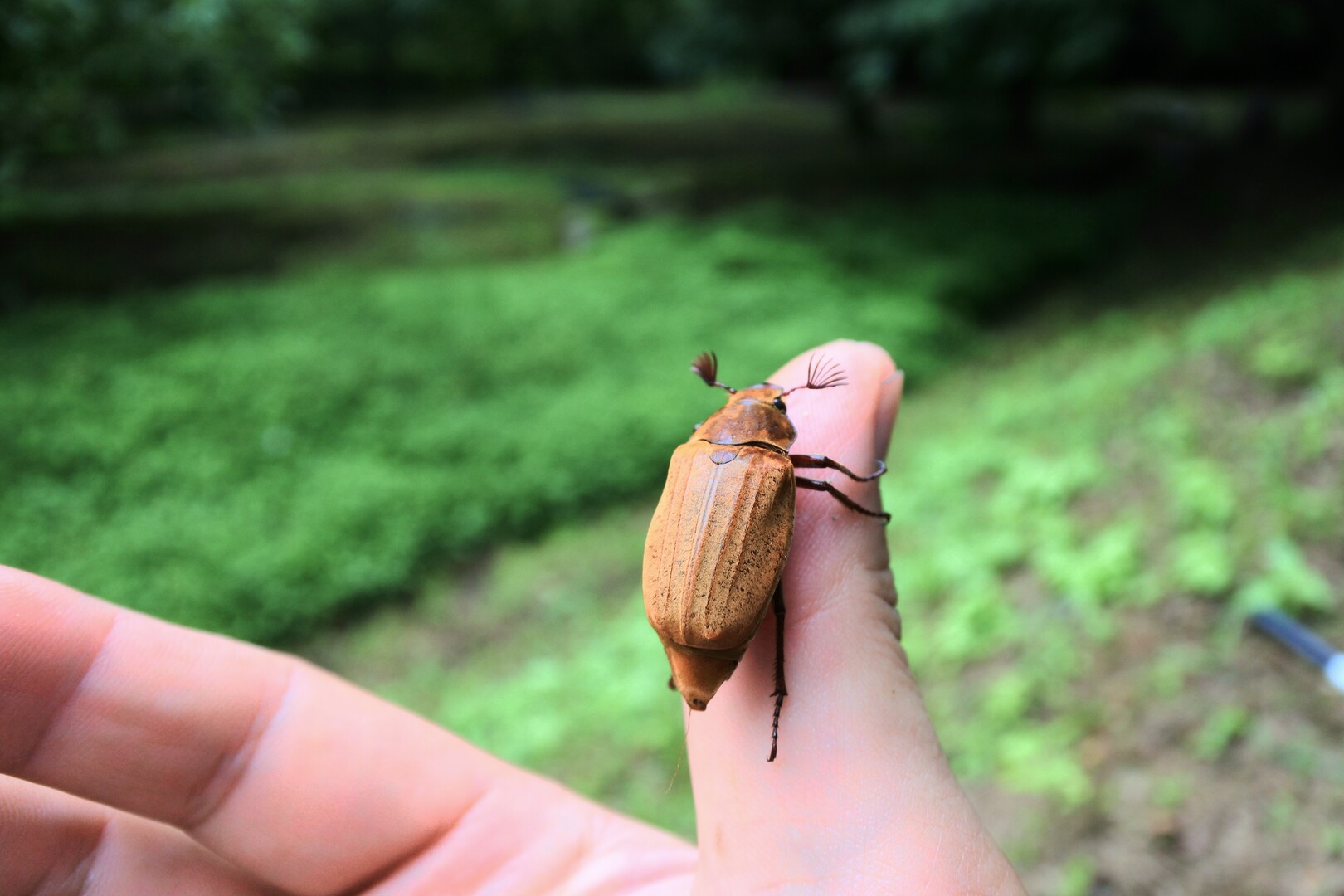 納涼散歩 とんぼ公園 19 07 29 ボブオさんの九千部山 石谷山の活動日記 Yamap ヤマップ