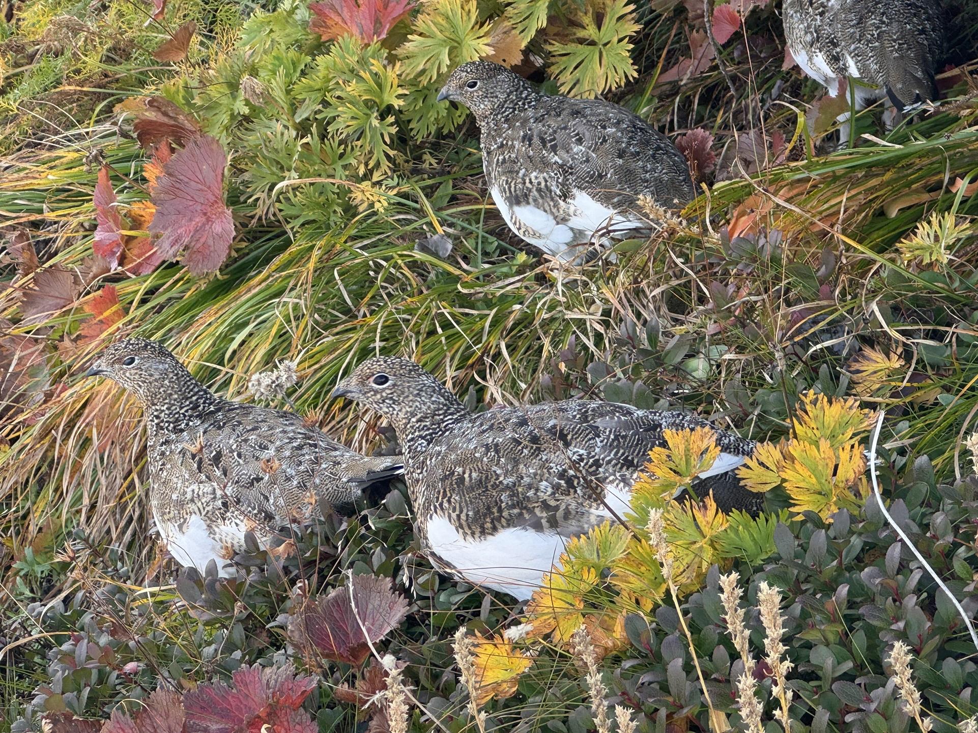 白馬岳 白馬岳：白馬大雪渓 - いこまいけ登山