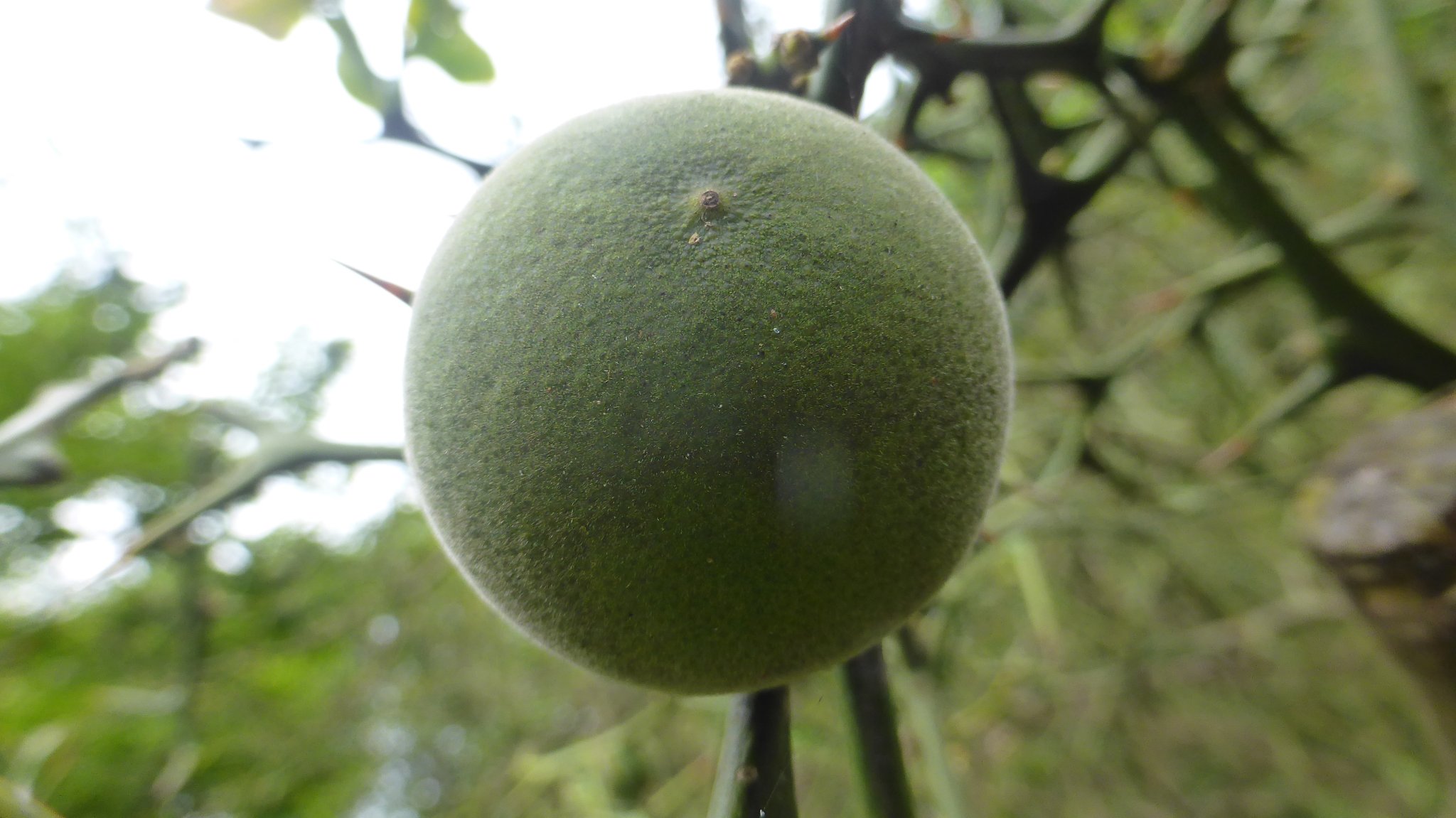 神代植物公園 07 22版 れおまるさんのウォーキングの活動日記 Yamap ヤマップ