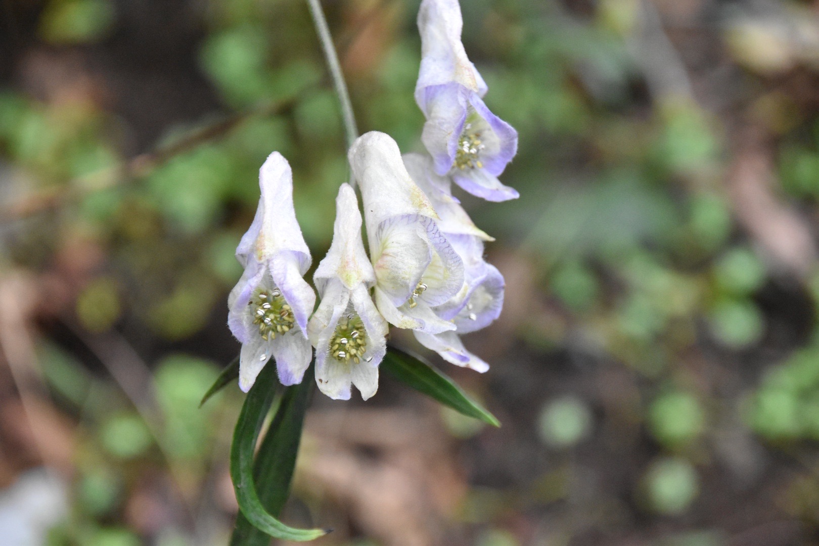 ゼウスの山 白いトリカブト Kawaさんの向坂山 三方山 天主山の活動データ Yamap ヤマップ