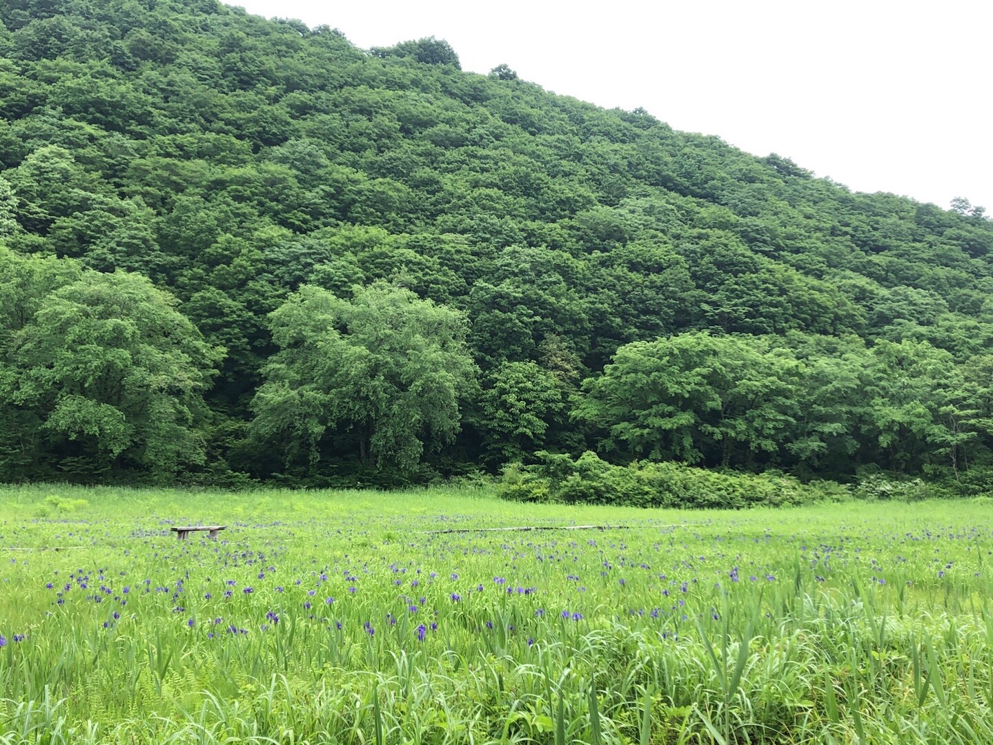 毛無山 大平峰 沼の原湿原 のりさんの斑尾山 信越トレイルその1 希望湖まで の活動日記 Yamap ヤマップ