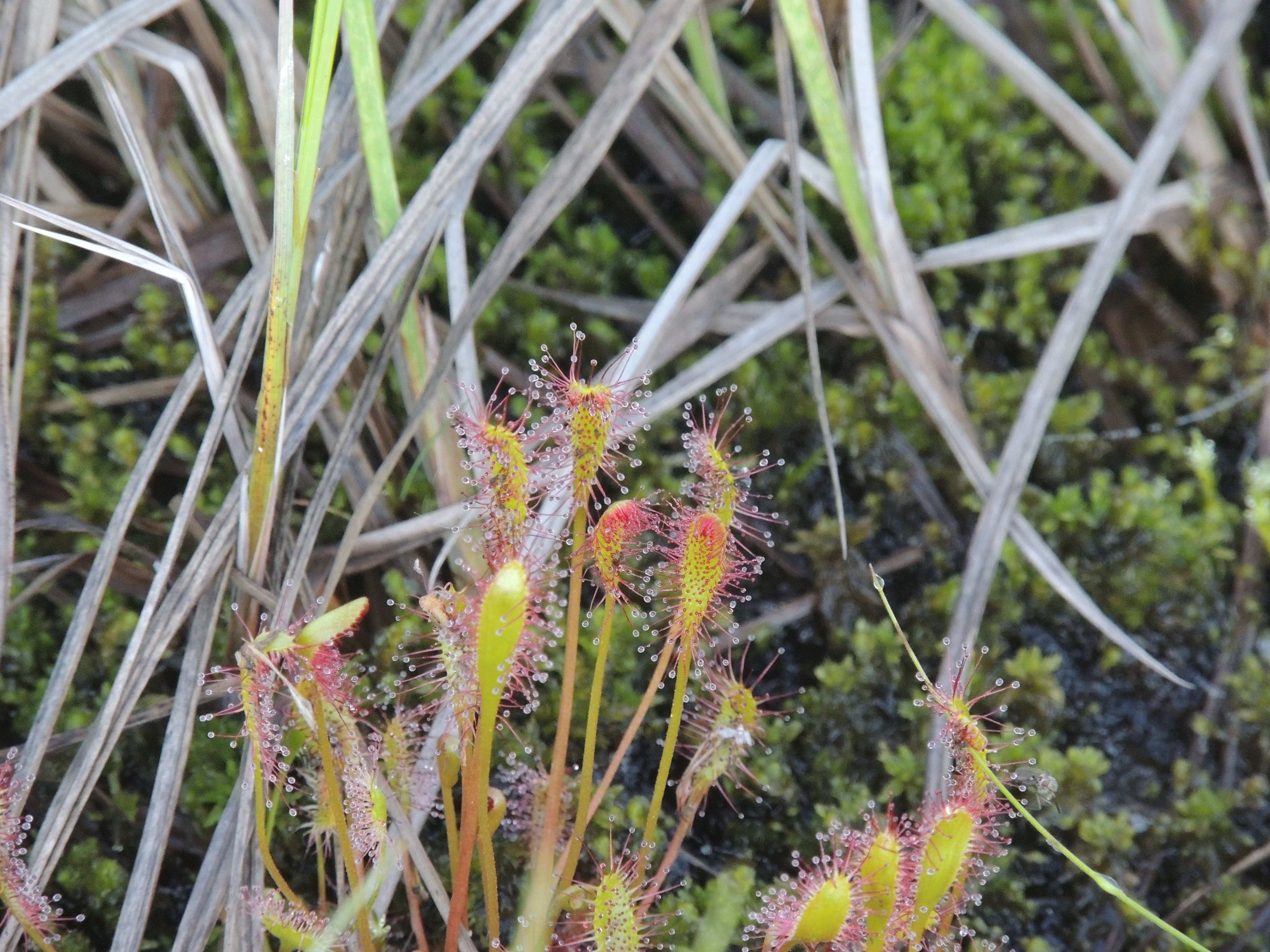 五色岳 沼ノ原湿原 Higashiguchiさんの大雪山系 旭岳 トムラウシの活動日記 Yamap ヤマップ