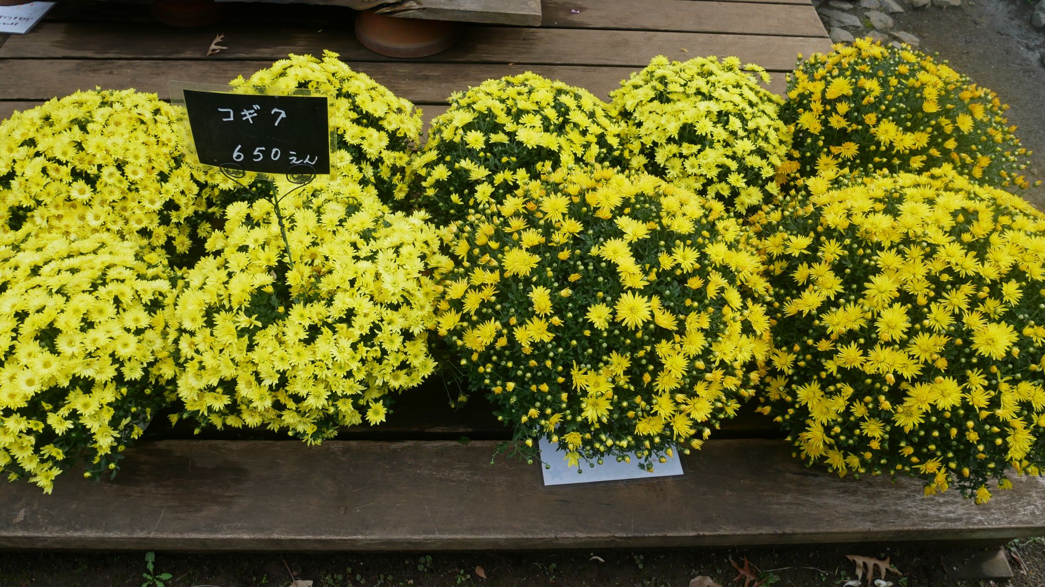 花散歩 玉川上水 東京都薬用植物園 れおまるさんのウォーキングの活動日記 Yamap ヤマップ