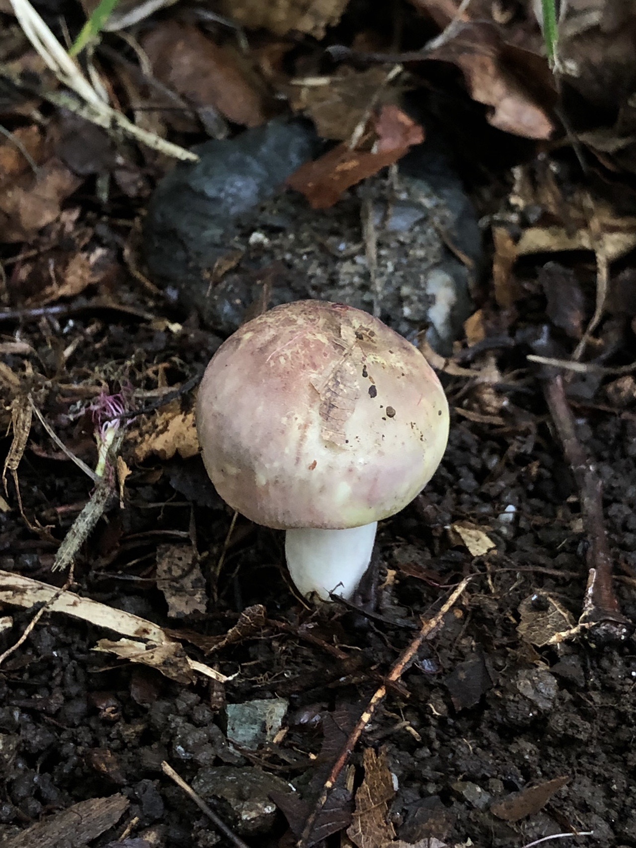 続 曽我丘陵でキノコざくざく ぱやさんの不動山 浅間山 曽我山の活動日記 Yamap ヤマップ