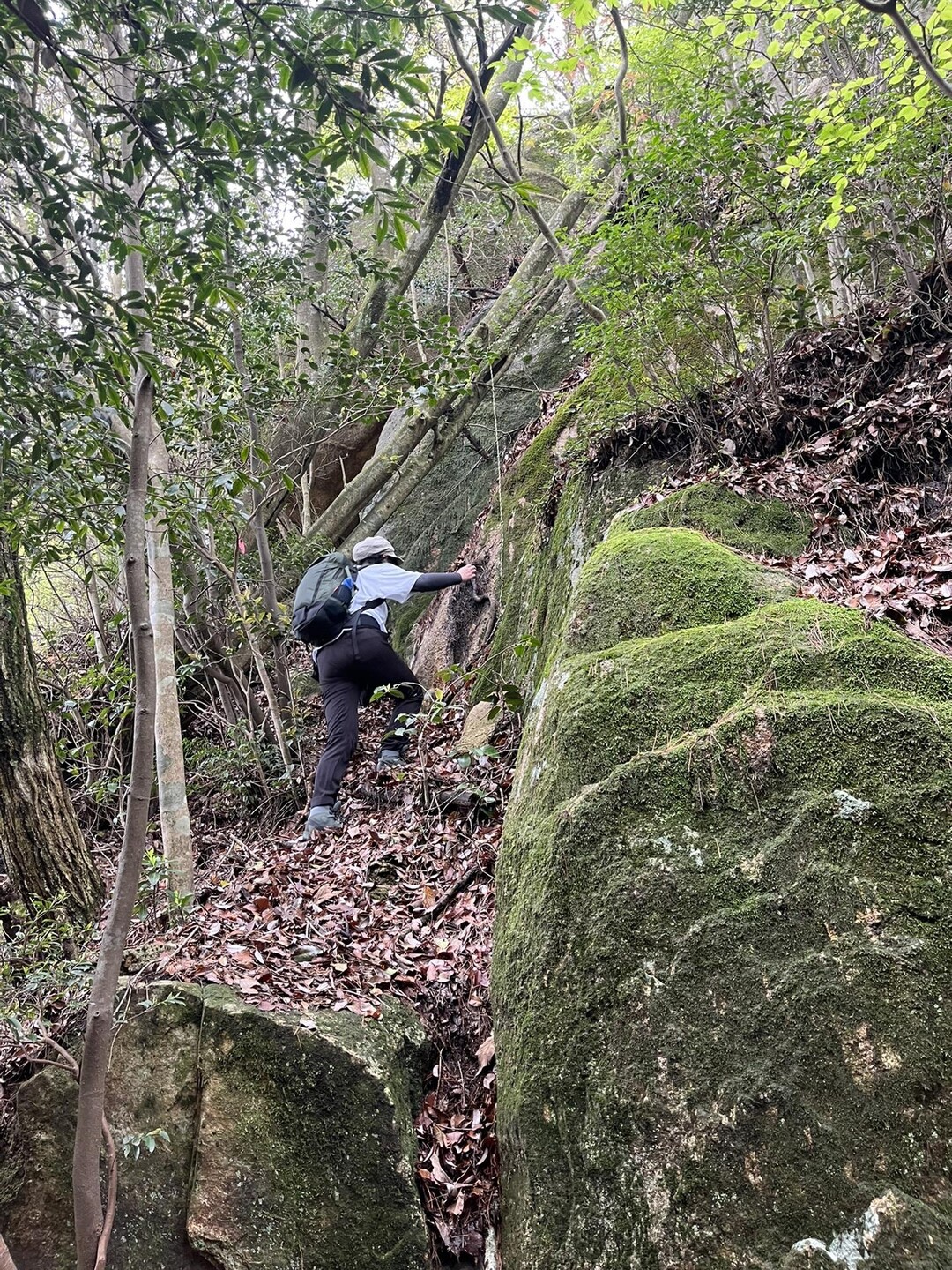 大野権現山の写真