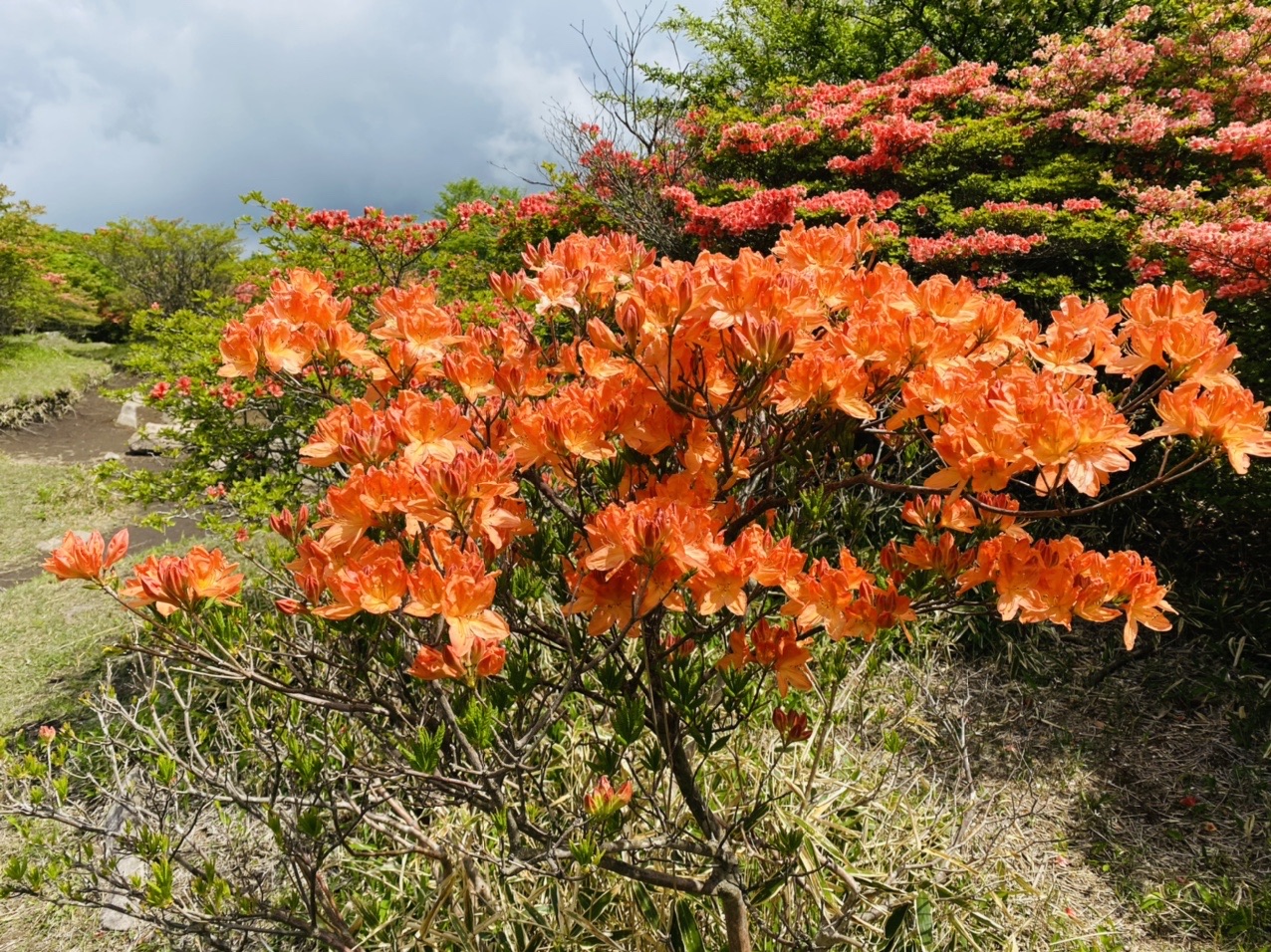 姫百合駐車場から鍋割山 Miyama310さんのヤマノススメ巡礼マップ 赤城山 地蔵岳 の活動データ Yamap ヤマップ