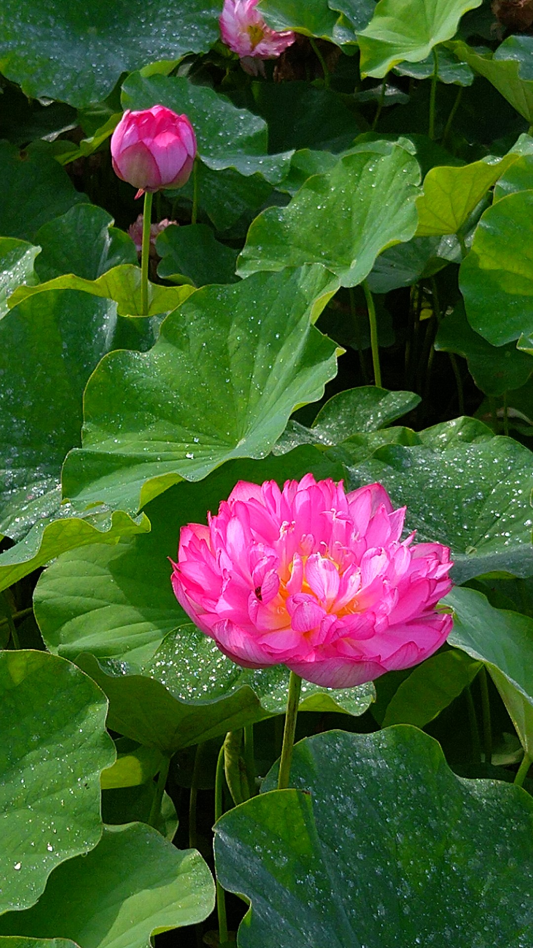 臼杵石仏公園 蓮の花大好き 07 23 ペコちゃんさんの鎮南山の活動日記 Yamap ヤマップ