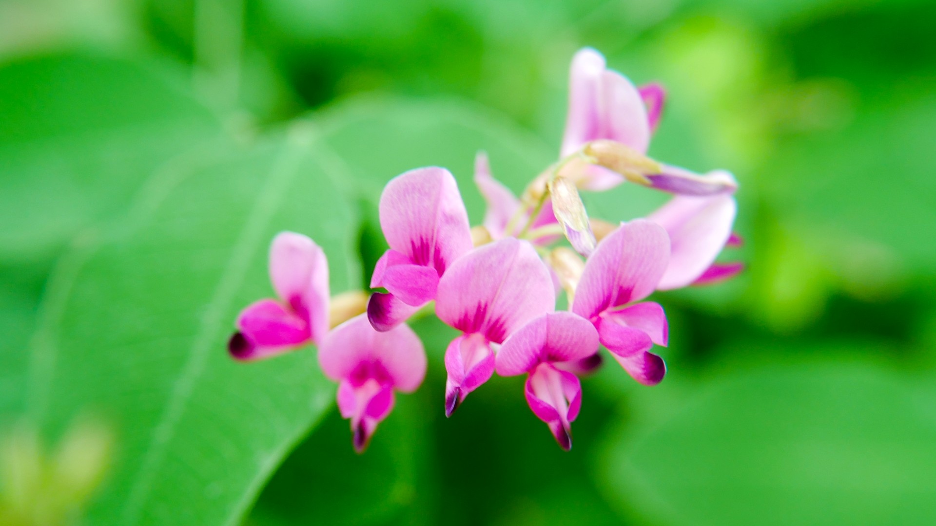 やっと開園 神代植物公園 れおまるさんのウォーキングの活動日記 Yamap ヤマップ