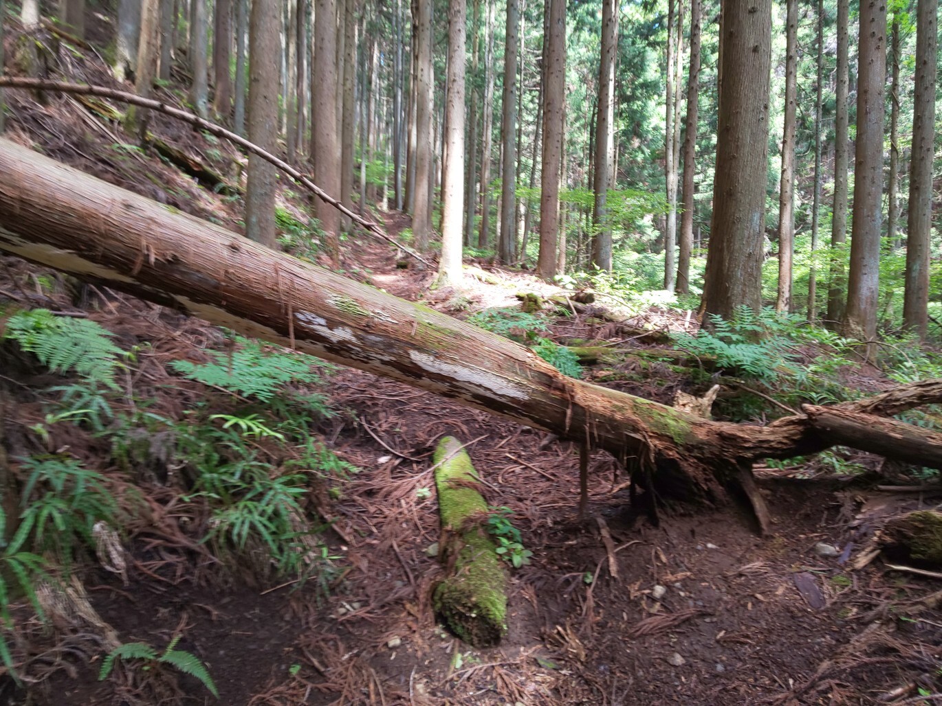 安兵衛さんの投稿したフィールドメモ YAMAP / ヤマップ