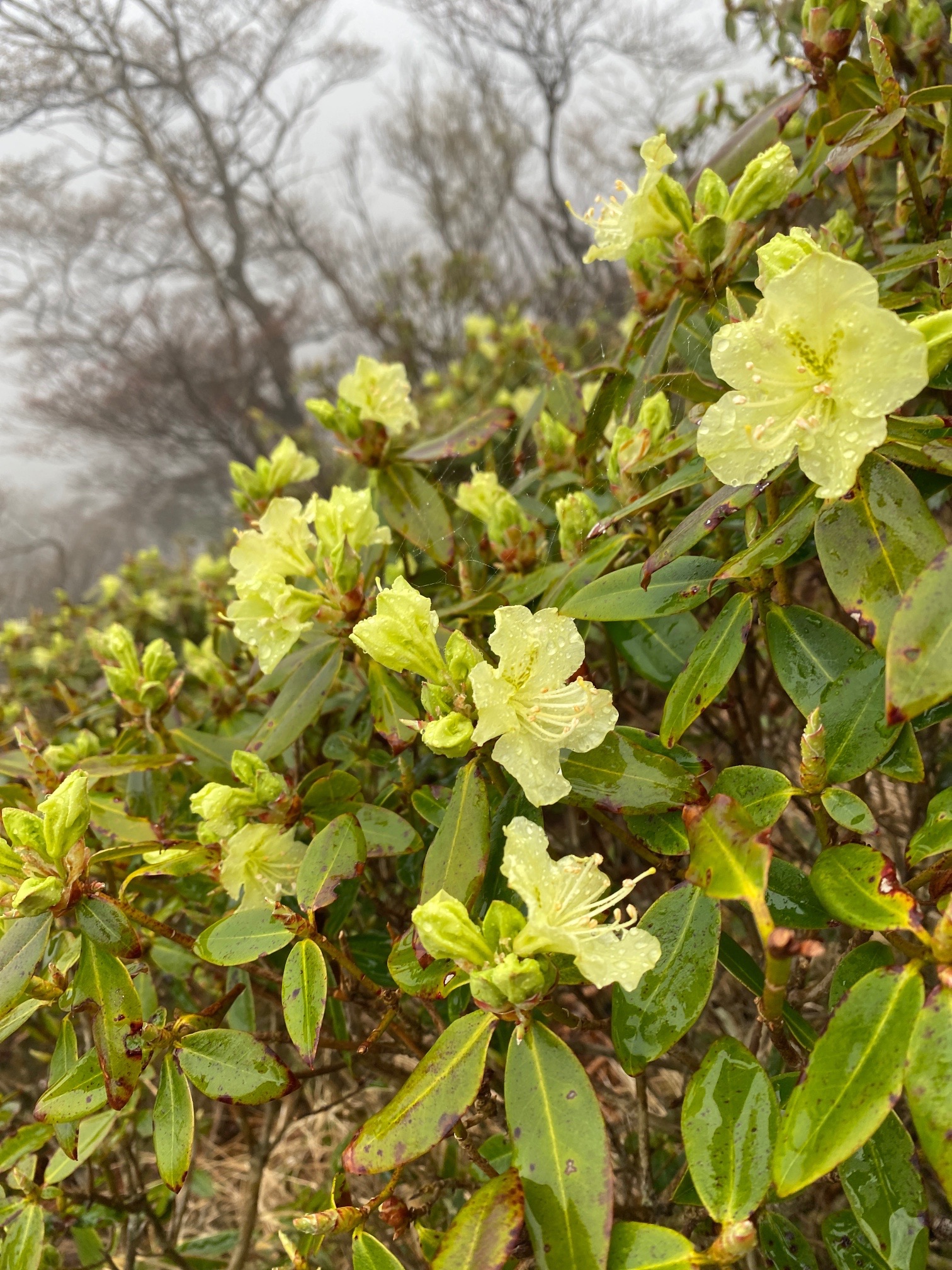 ヒカゲツツジの市房山 モモンガさんの市房山の活動データ Yamap ヤマップ