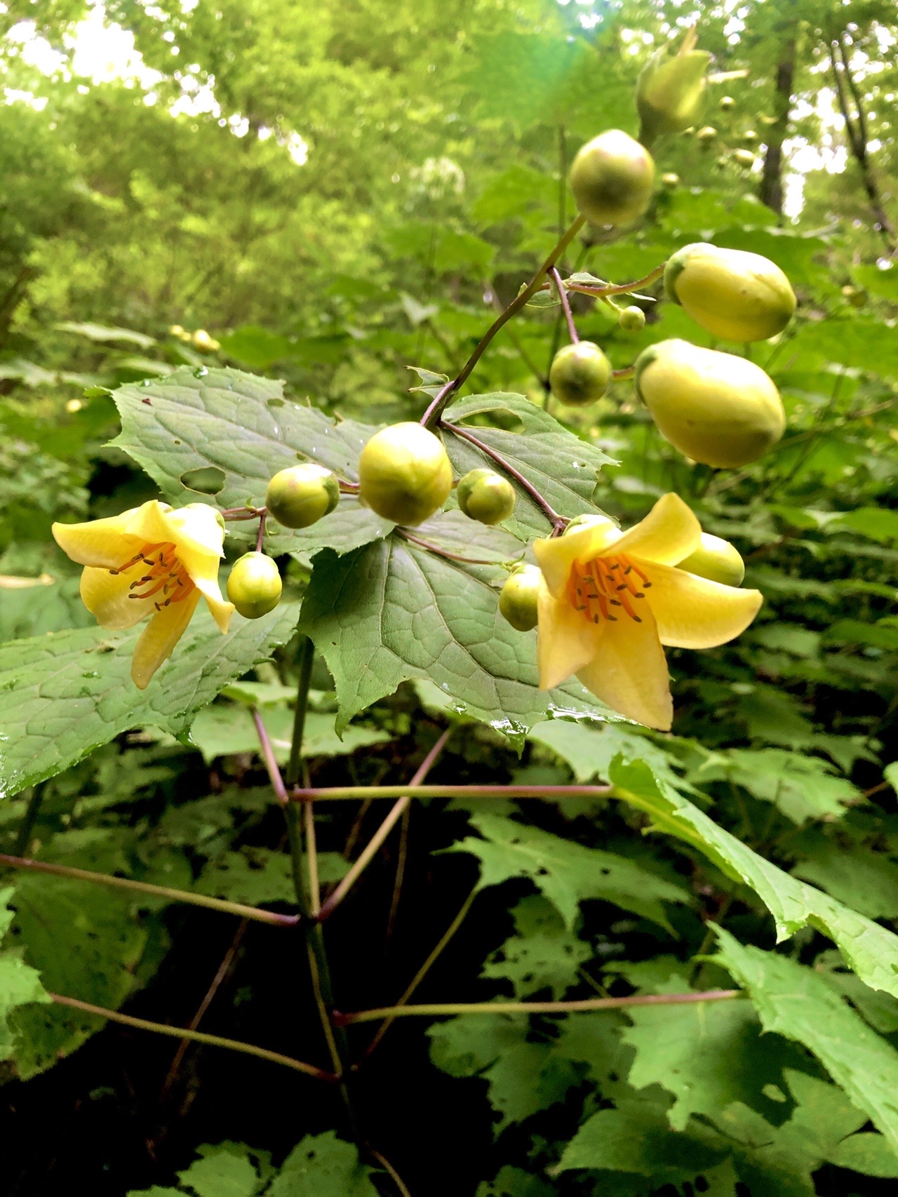 キレンゲショウマ カシバル峠から白岩山 水呑ノ頭 向坂山 とこさんの向坂山 三方山 天主山の活動データ Yamap ヤマップ