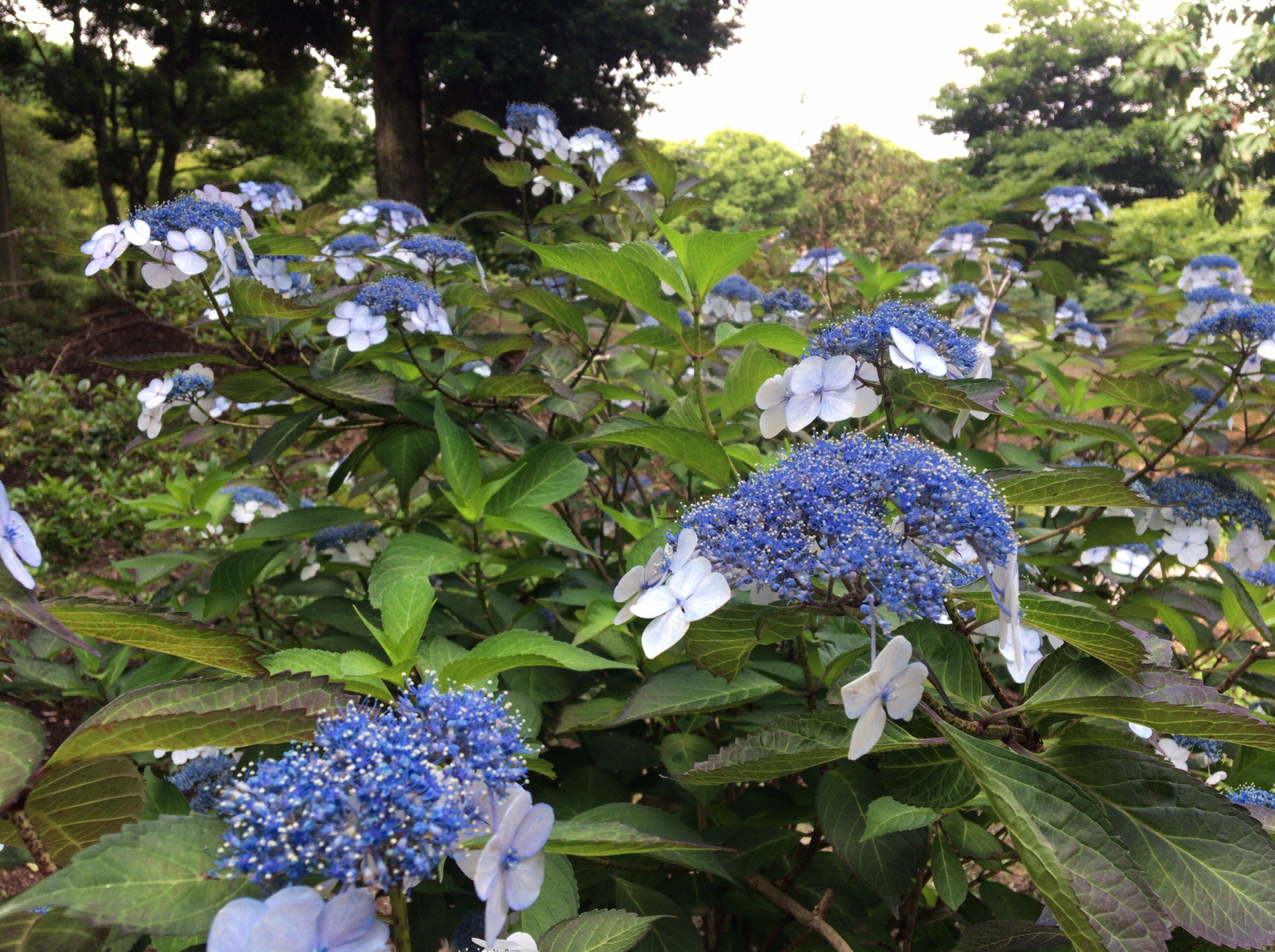 白山の紫陽花を見に 水道橋駅 大塚駅 エル丸さんの東京都23区 中央エリアの活動日記 Yamap ヤマップ