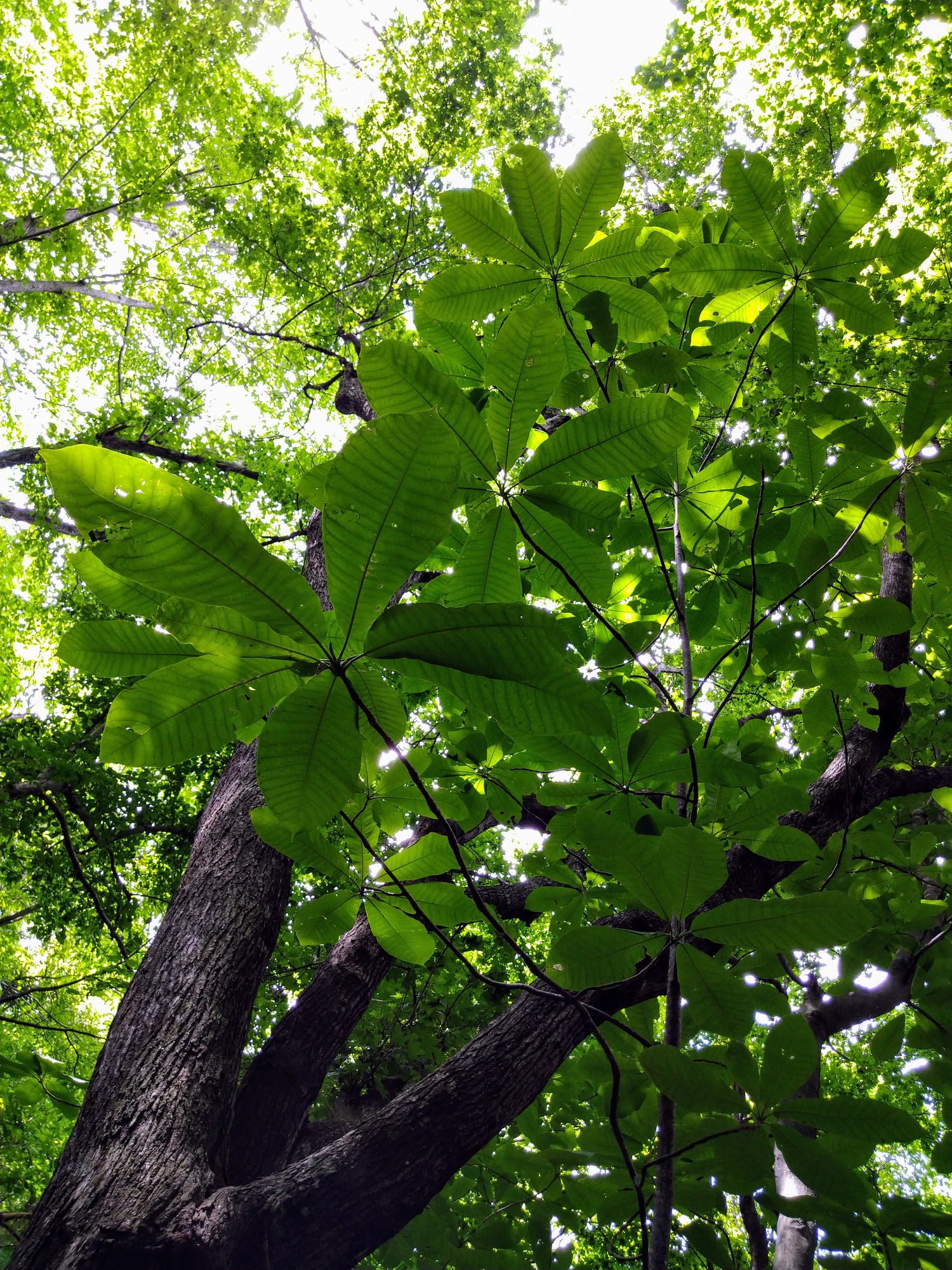 久しぶりのサンフェイス ゆうちゃんさんの三角山 札幌市 大倉山 円山の活動日記 Yamap ヤマップ