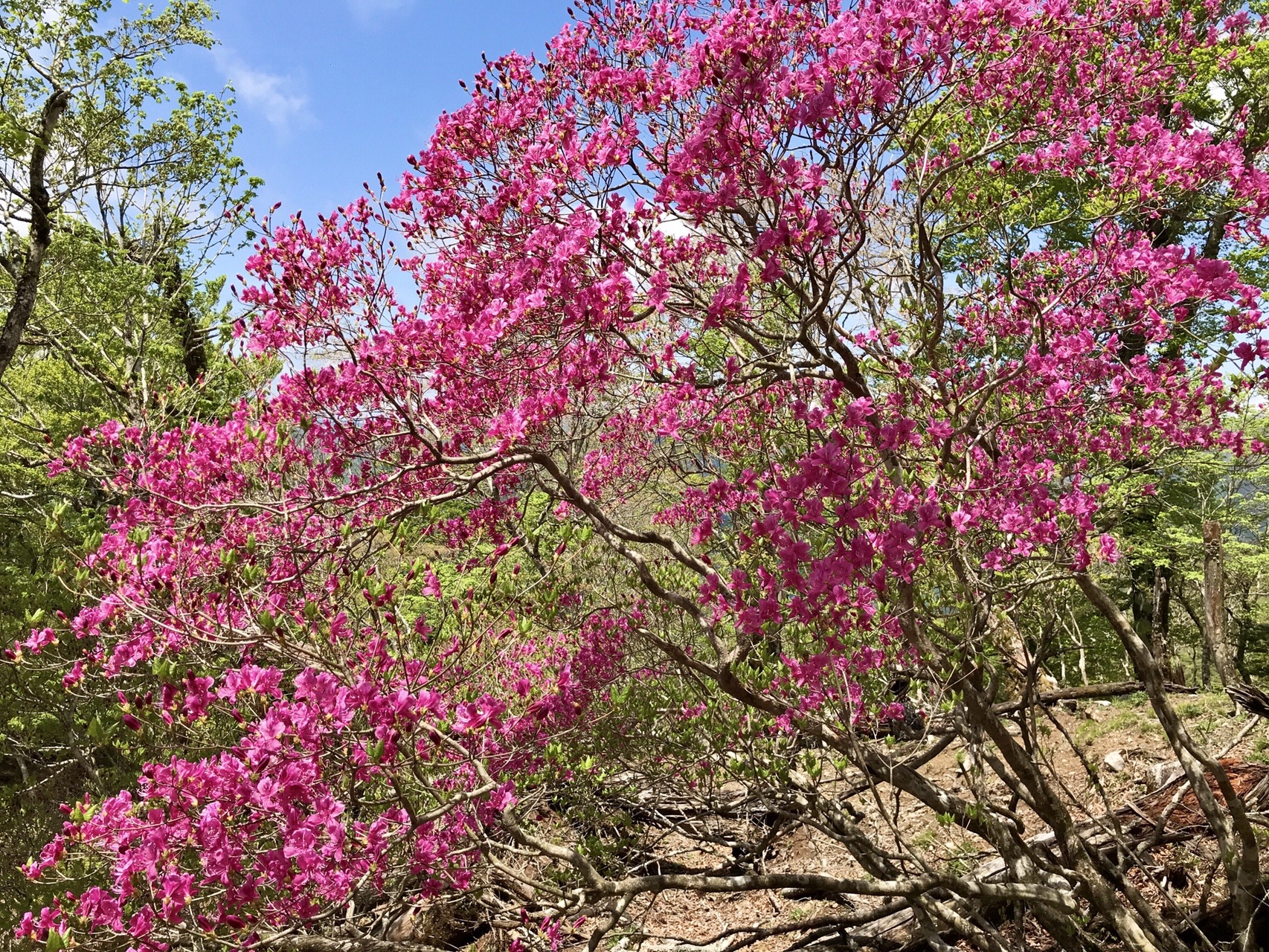 石立山 花のトレイル Sanrei30さんの三嶺 天狗塚 石立山の活動データ Yamap ヤマップ