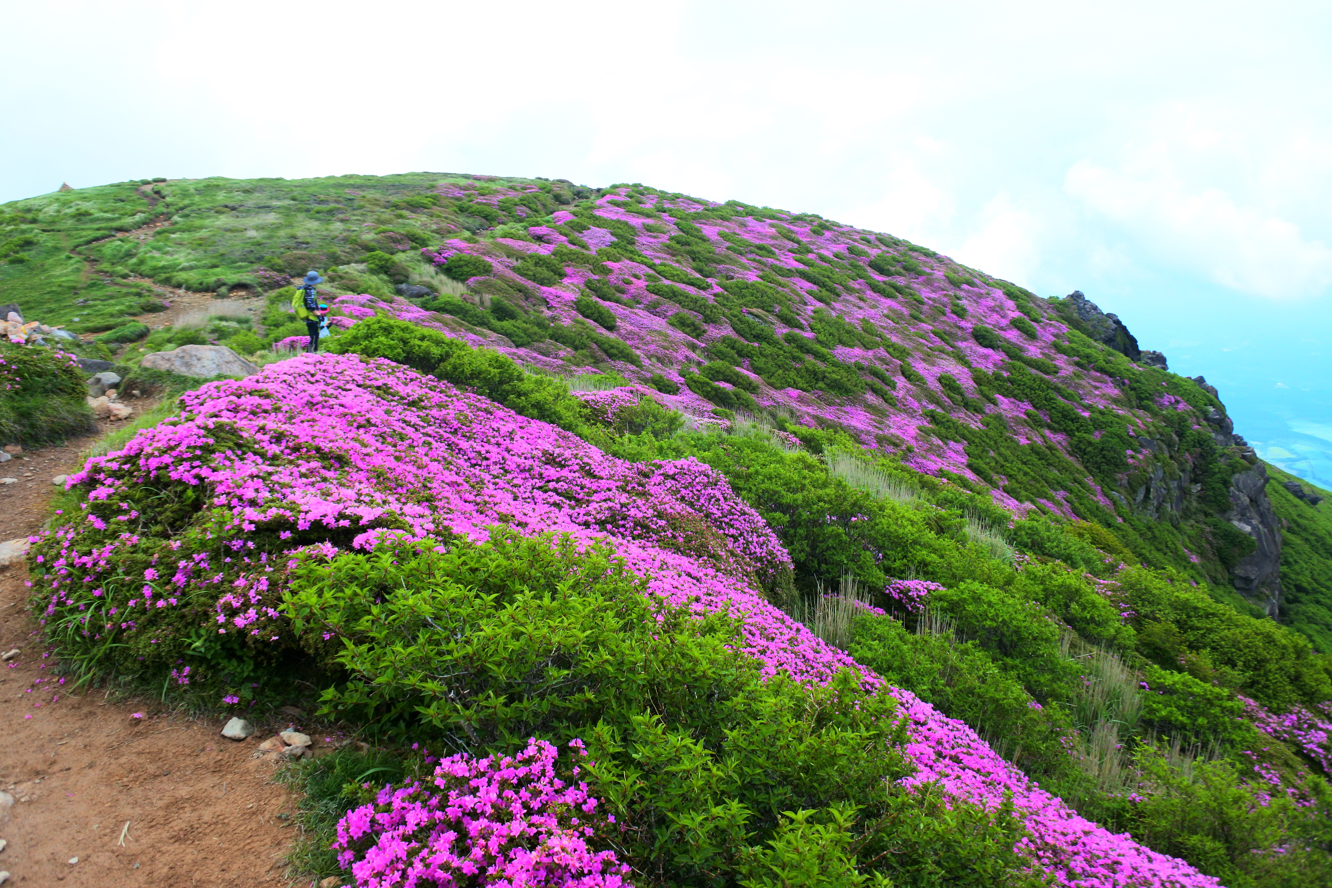 初登頂 久住山 ミヤマキリシマ 19 06 10 ボブオさんの九重山 久住山 大船山 星生山の活動データ Yamap ヤマップ