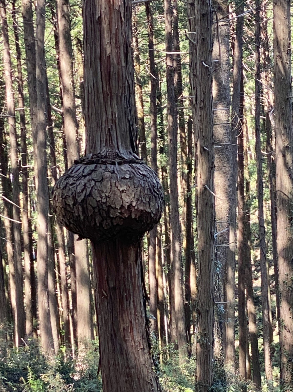 金剛の滝 今熊山ランチ 小峰公園 武蔵五日市駅 マイケル中島さんの大岳山 御岳山 御前山の活動日記 Yamap ヤマップ