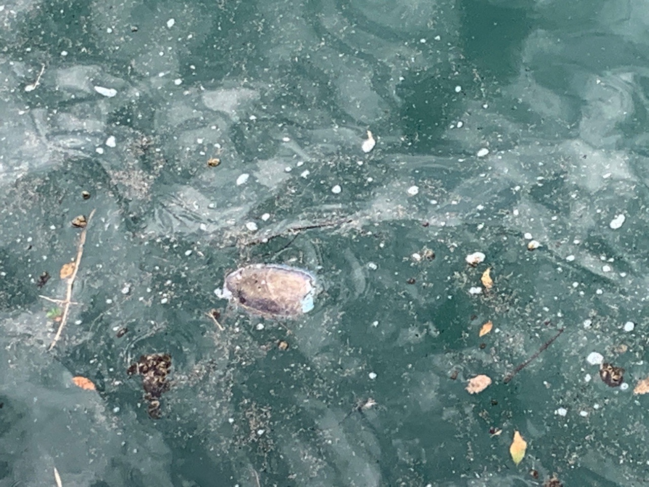 延岡新港堤防散歩 だだんだんだだんさんのウォーキングの活動データ Yamap ヤマップ