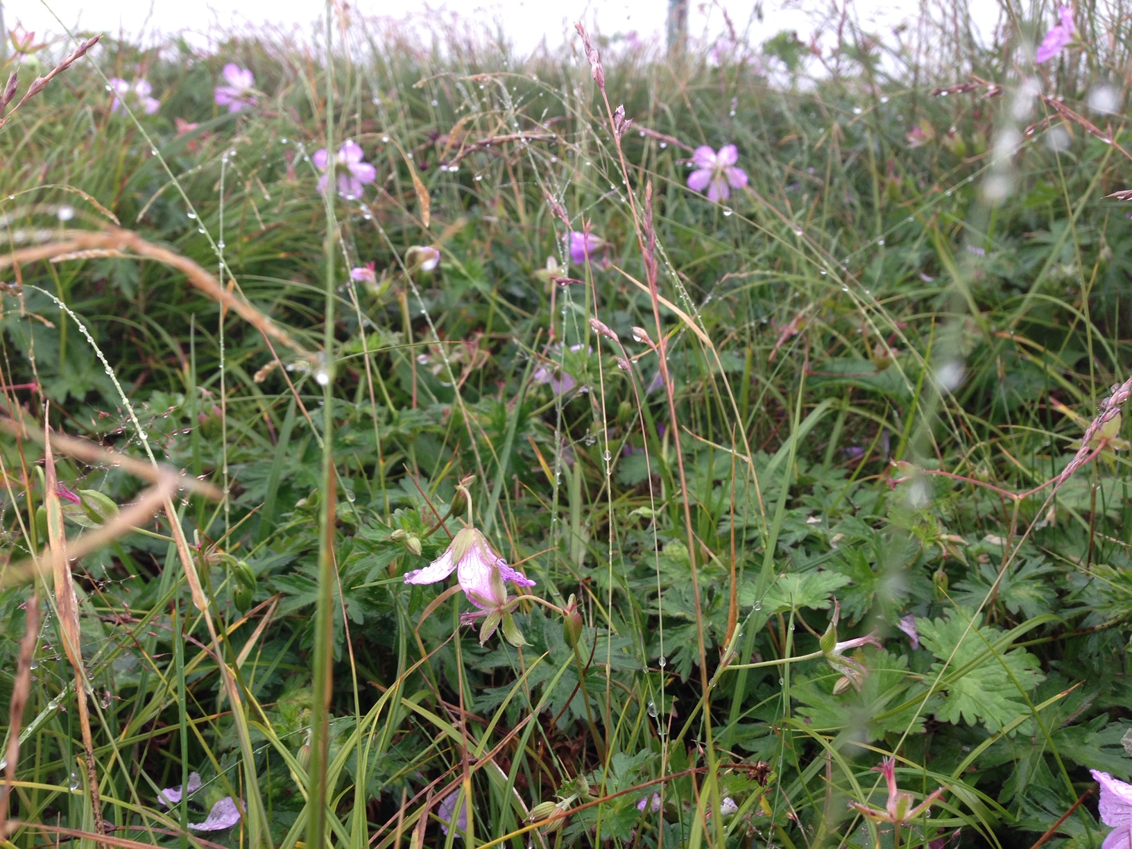 美ヶ原 13年8月5日 なおさんの美ヶ原の活動データ Yamap ヤマップ