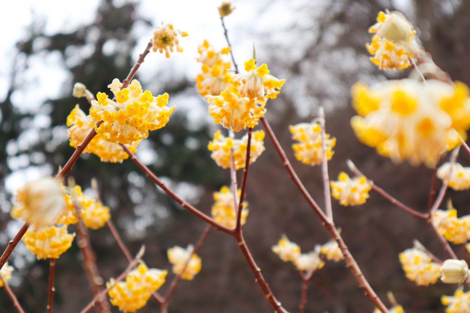 屋敷山ミツマタ群生地 まだつぼみもあり ねこ花さんのモーメント Yamap ヤマップ
