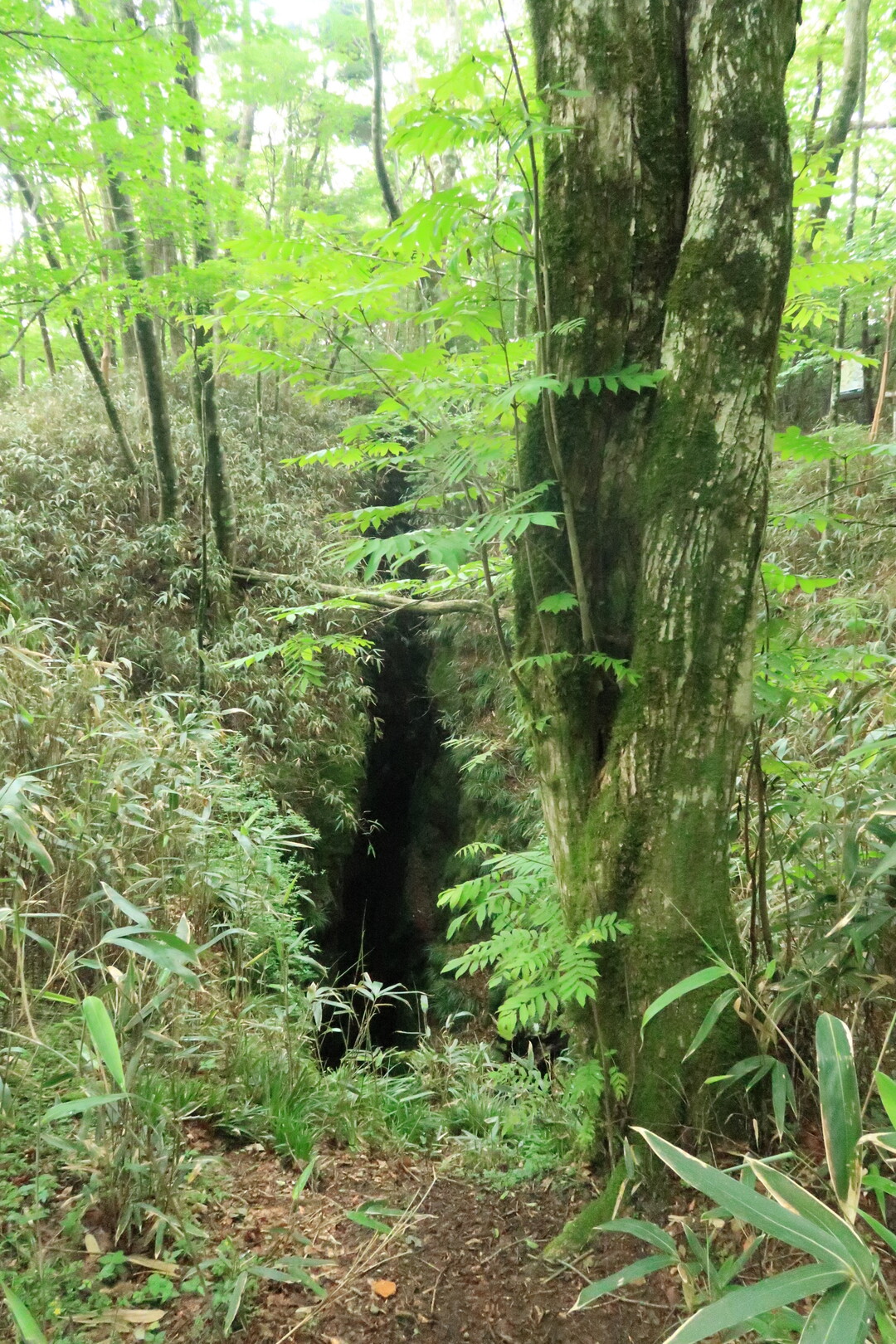 天狗高原セラピーロード散策 21 06 25 天狗ノ森 天狗高原 黒滝山の写真枚目 大引割 遠めで撮る 下が見えないって怖い Yamap ヤマップ