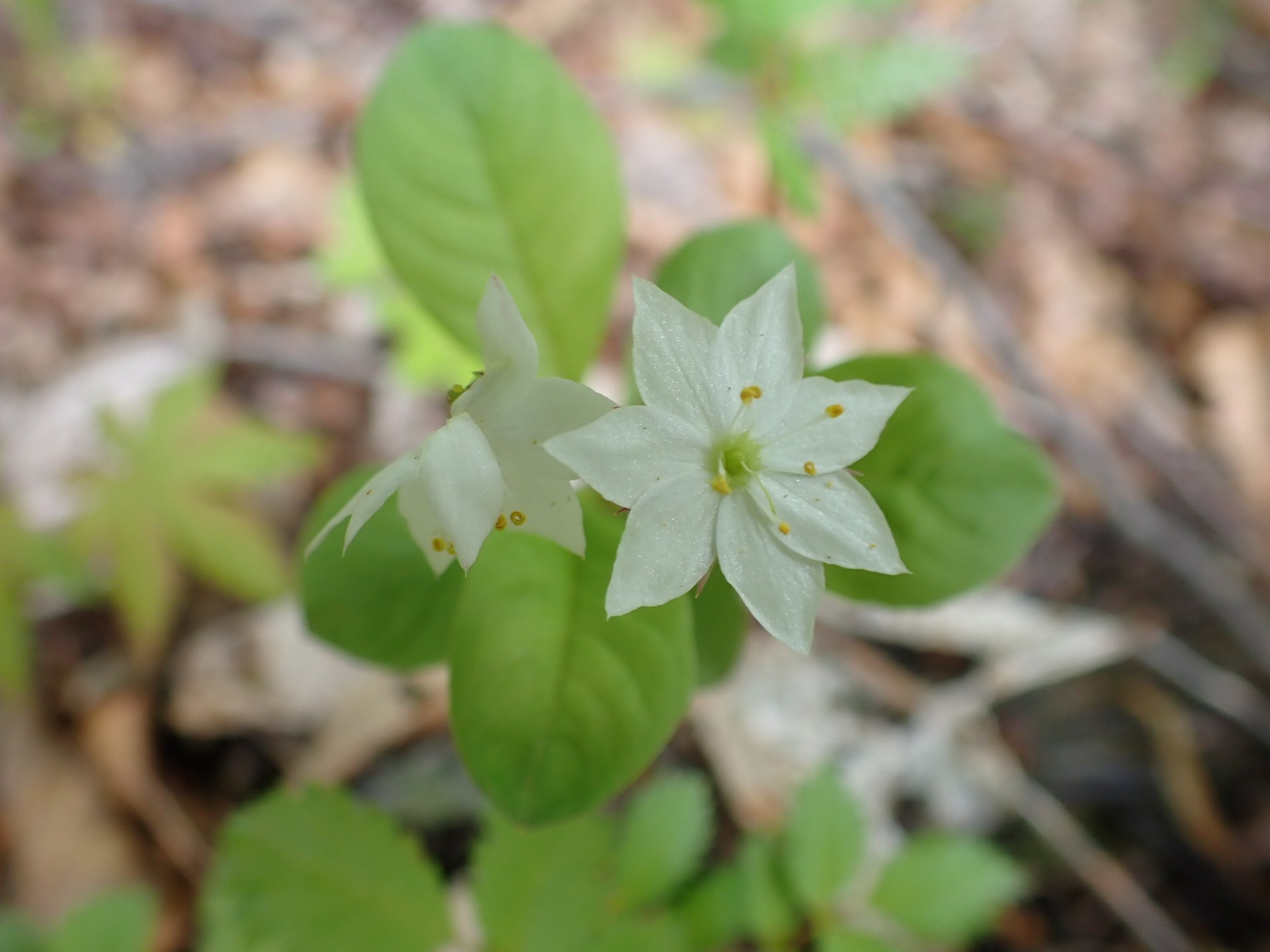 天生湿原のサンカヨウロード 和さんの籾糠山の活動日記 Yamap ヤマップ