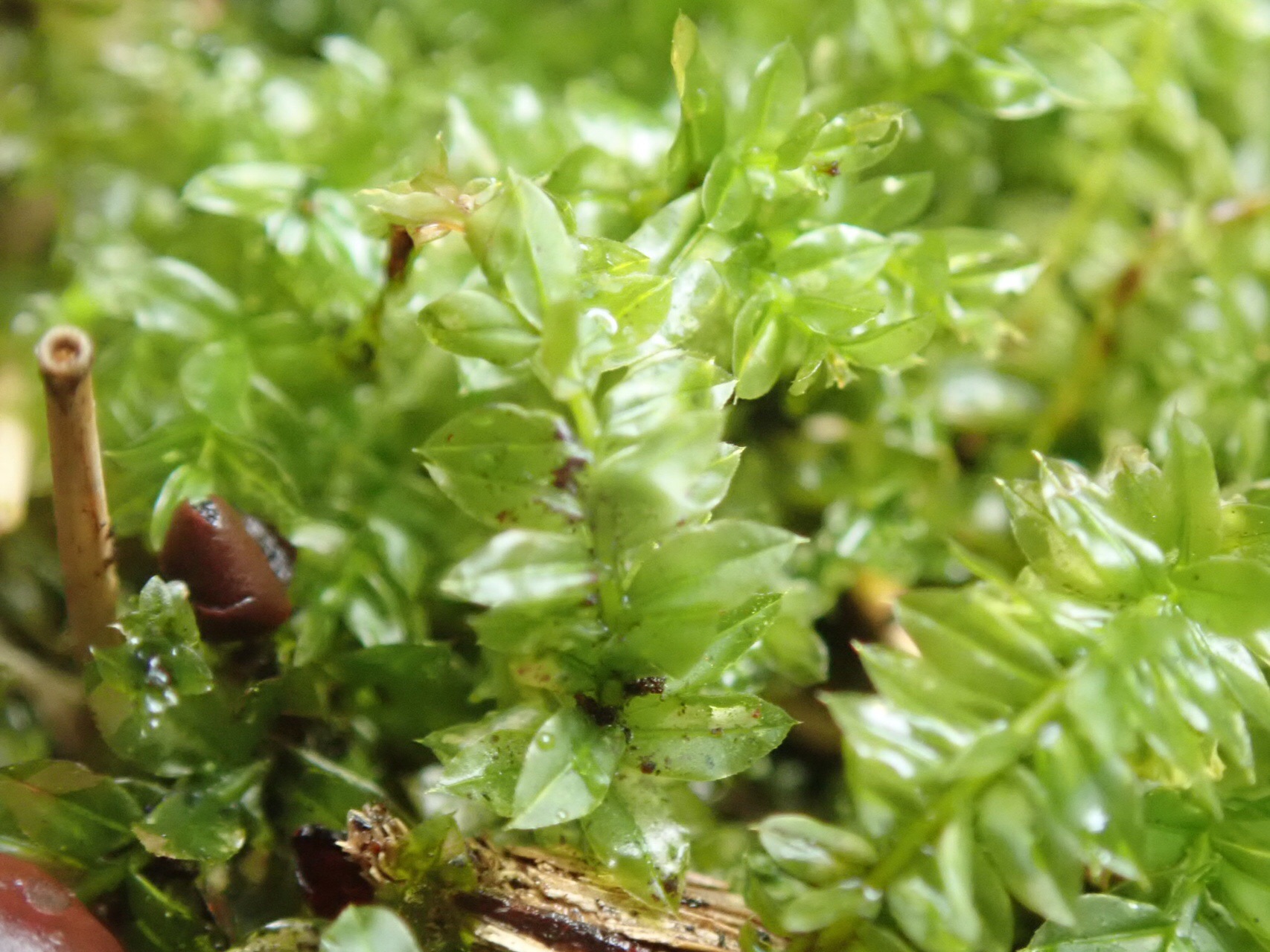 平尾台 コケ観察会で癒されて うさぎさんの平尾台 貫山 水晶山の活動日記 Yamap ヤマップ