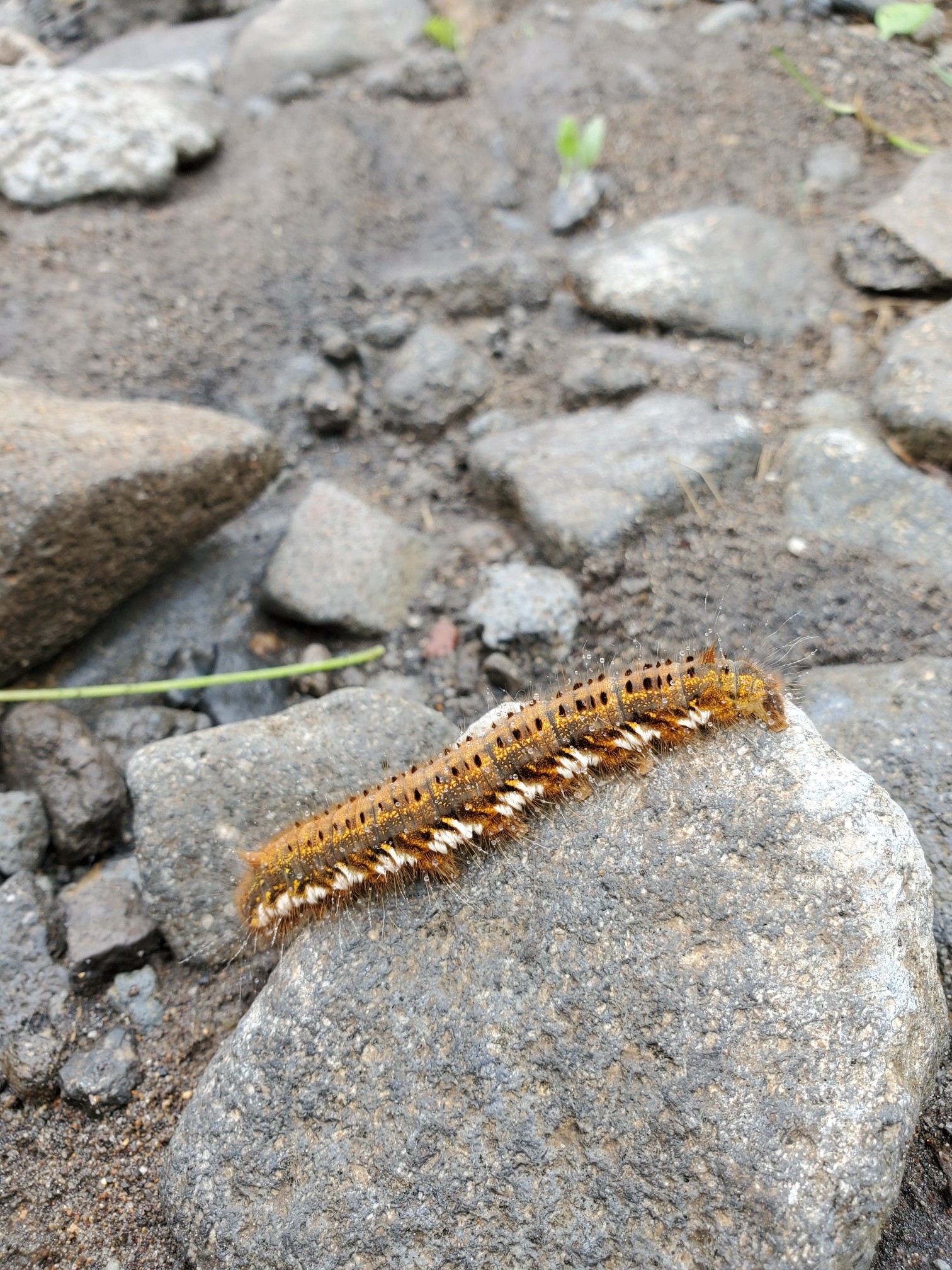 ん ﾟdﾟ ﾊｯ 行ってな無いかも In車山 ミッキー ॱさんの霧ヶ峰 車山 大笹峰の活動日記 Yamap ヤマップ