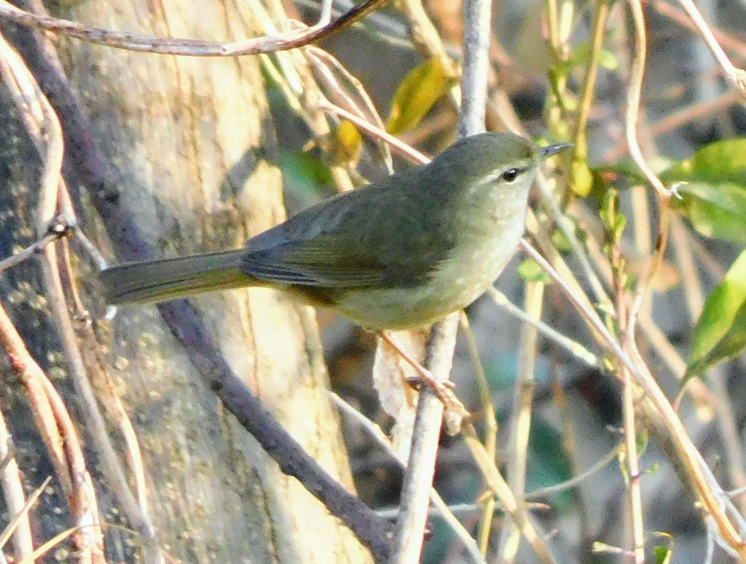 日本三鳴鳥 撮れたよぉ ひーさんの松阪市の活動データ Yamap ヤマップ