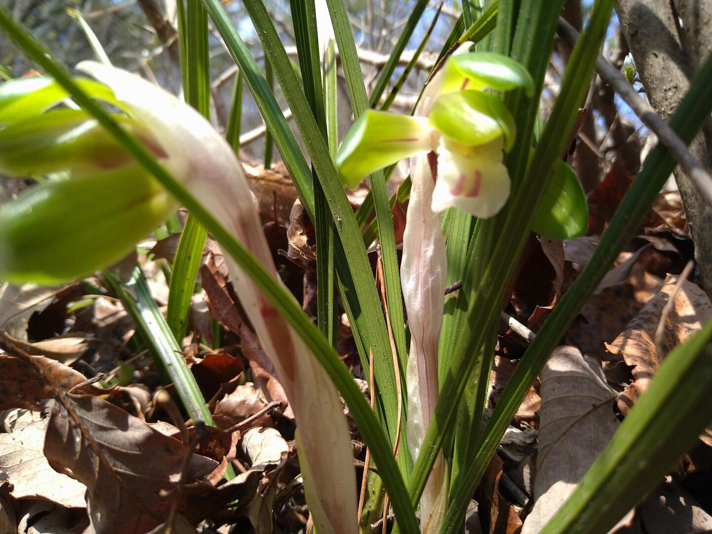 シリーズ山を越えて見に行こう イワカガ... / EIGERさんのモーメント YAMAP / ヤマップ