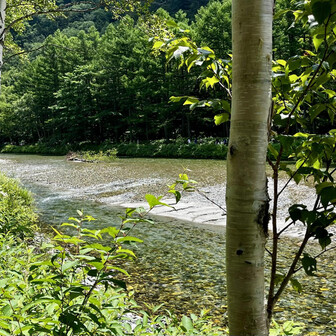 ダケカンバとシラカンバが並んでいる場所で
違いを解説する。良いポイントだ。
山地帯と亜高山帯の境にある上高地ならでは