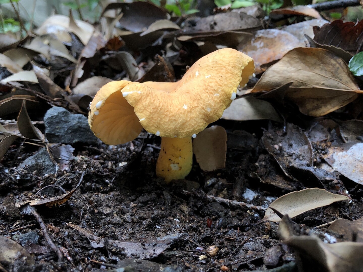 続 曽我丘陵でキノコざくざく ぱやさんの不動山 浅間山 曽我山の活動日記 Yamap ヤマップ