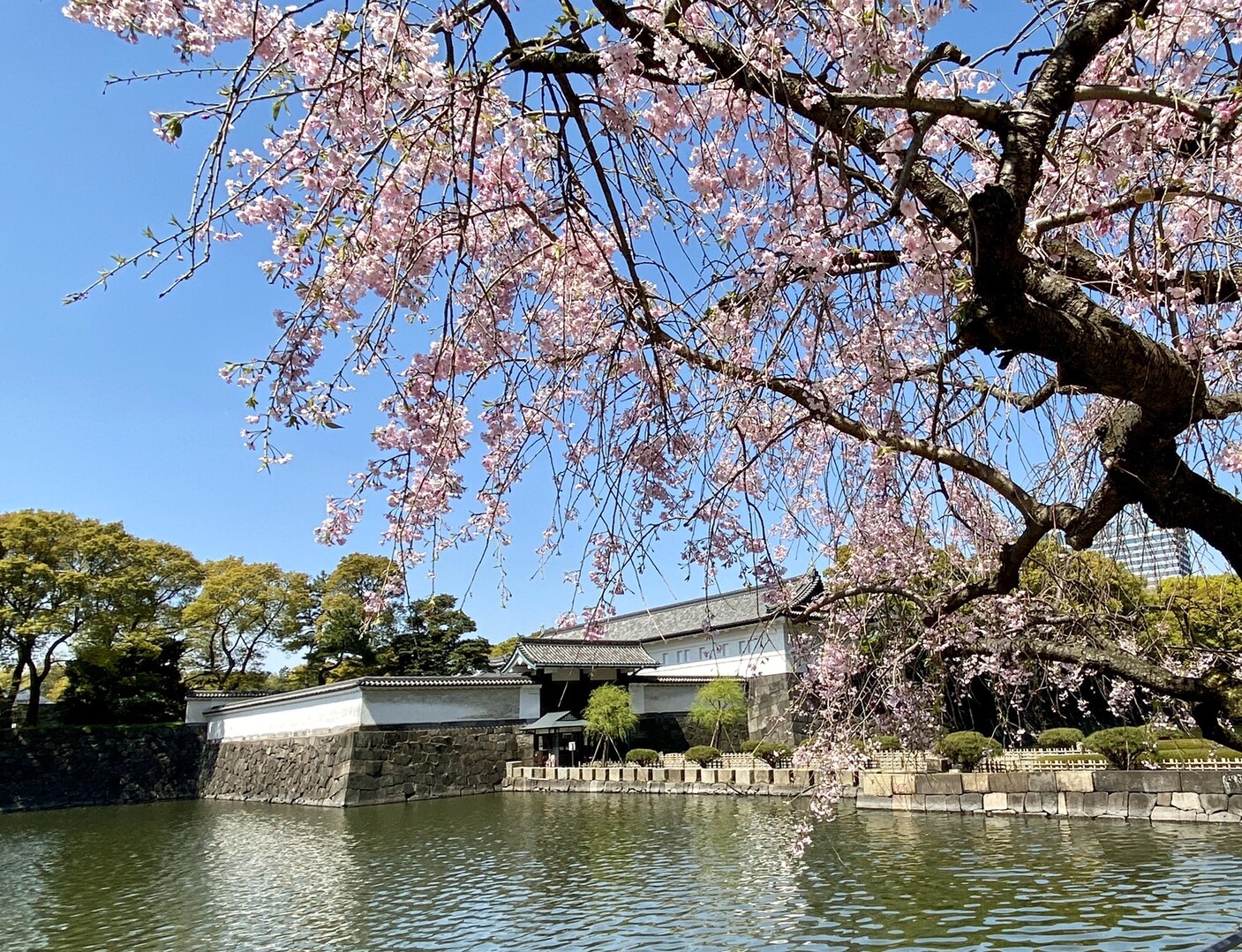 皇居 静かに桜舞い散る東京 Kawauso さんの東京都23区 中央エリアの活動日記 Yamap ヤマップ