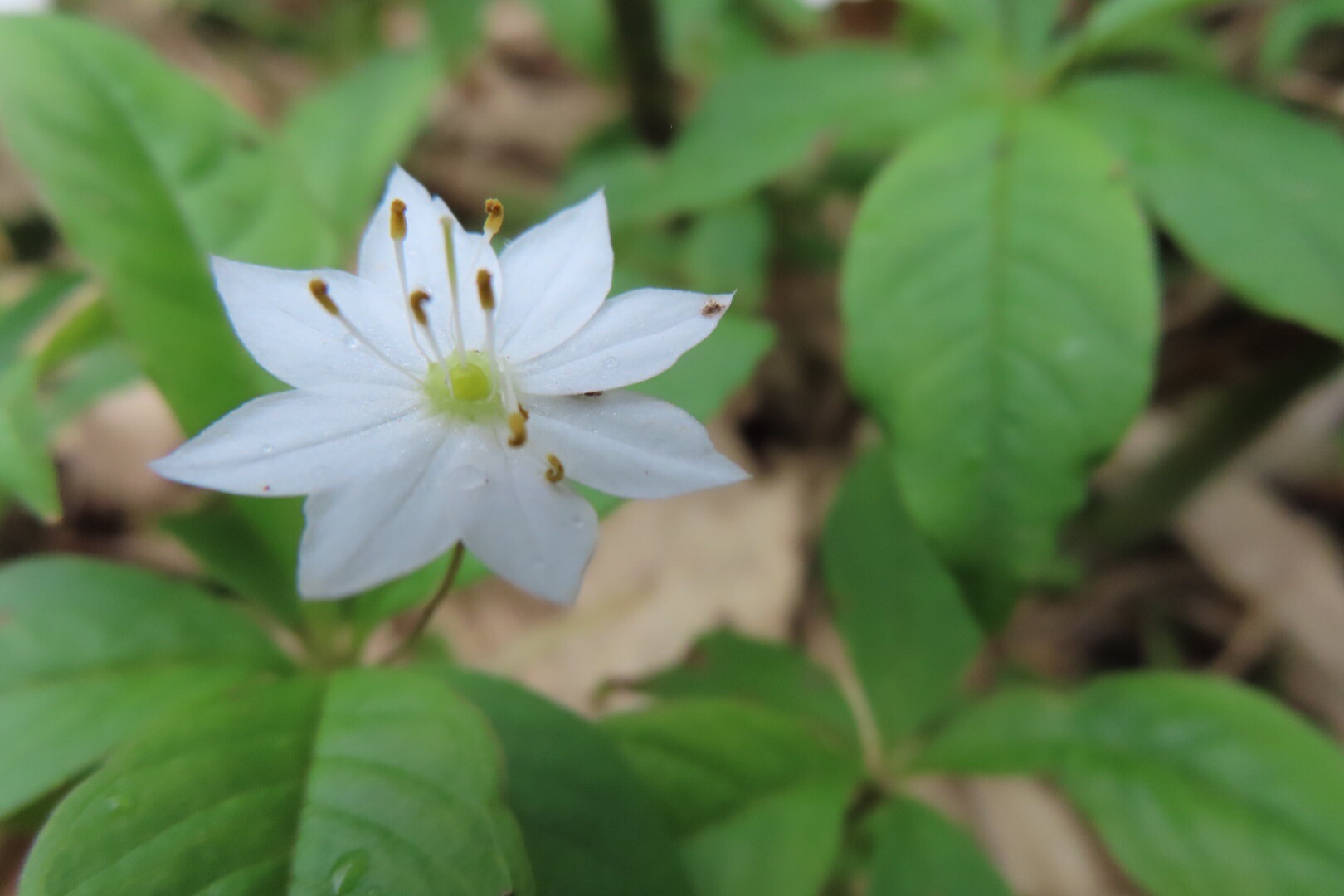 白山3回目 南竜コース お池めぐり お花いっぱい 観光新道バージョン やっちいさんの白山 別山 銚子ヶ峰の活動日記 Yamap ヤマップ