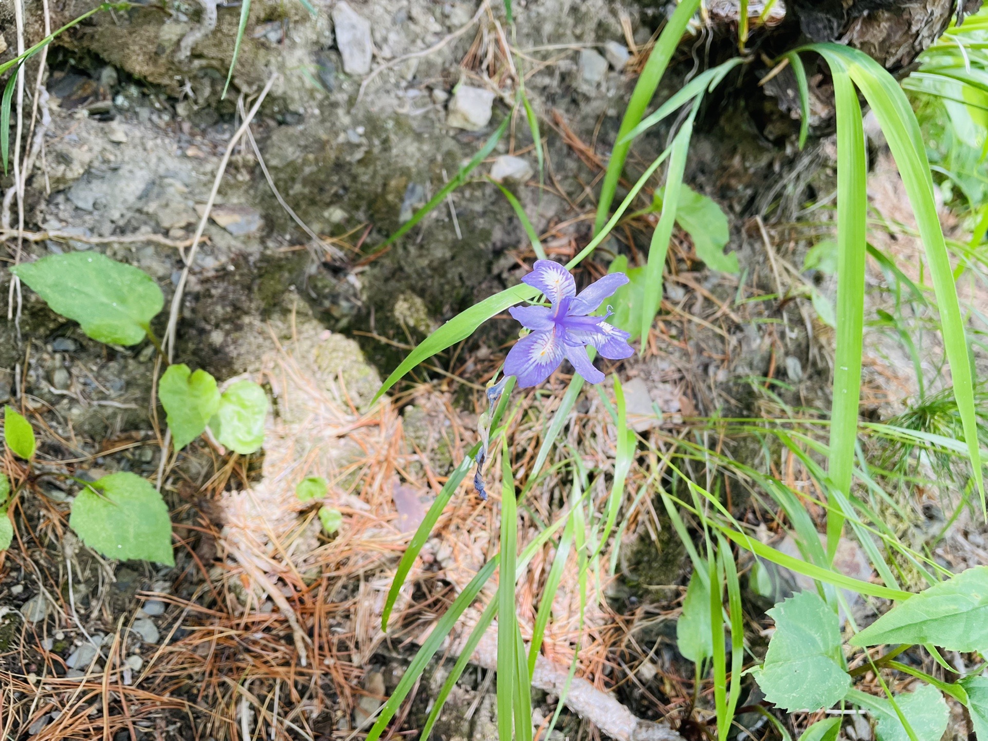 ヒメシャガさん１輪だけ見つけました。