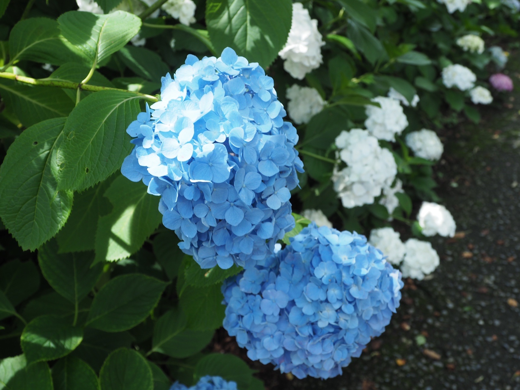 太平山神社 あじさい坂 06 16 えもさんの太平山 晃石山 唐沢山の活動データ Yamap ヤマップ