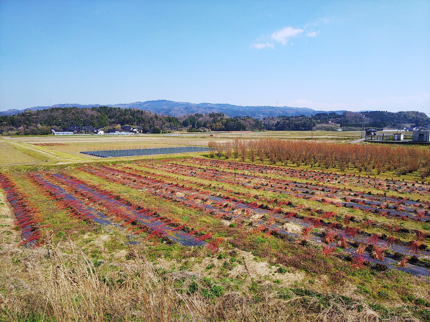 宝達山 春ですよ 2020-04-04