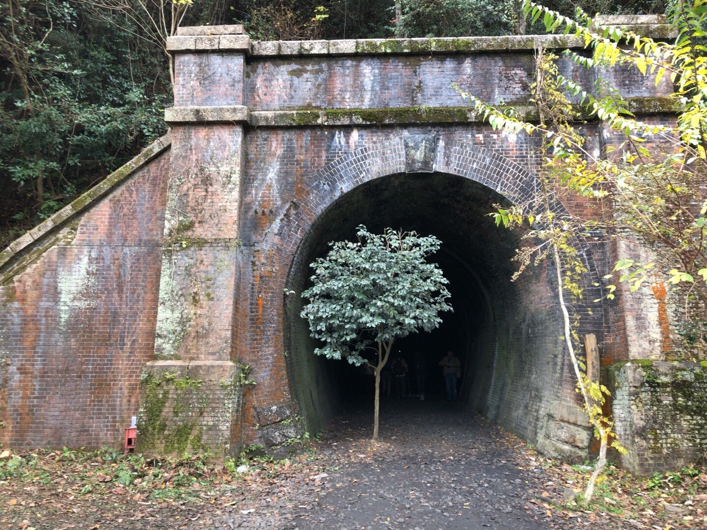 定光寺 紅葉の愛岐トンネル群hk 春日井三山 弥勒山 大谷山 道樹山の写真40枚目 実は この写真を今回のベスショに選ぼうか Yamap ヤマップ