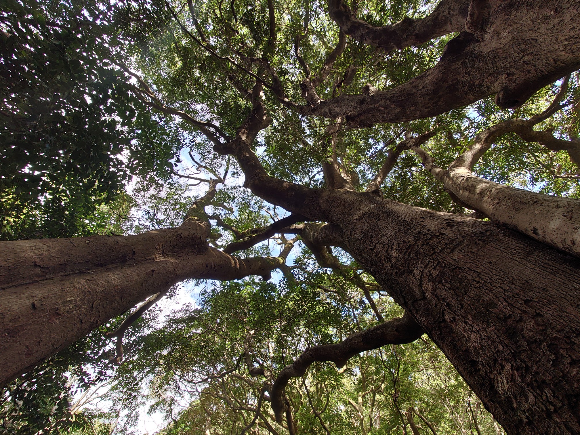 樹冠の遠慮 だおかさんの立花山 三日月山 城ノ越山の活動データ Yamap ヤマップ