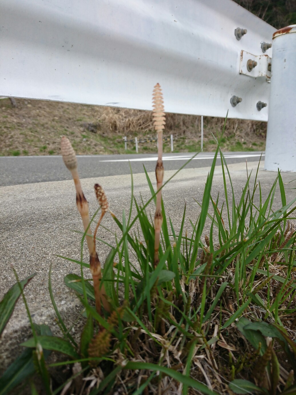 春だけど寒い生駒山 19 03 23 ゆりゆりかさんの生駒山 神津嶽 大原山の活動日記 Yamap ヤマップ