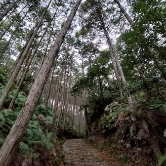 熊野古道 小辺路 石畳もあります。
慎重に…🚶