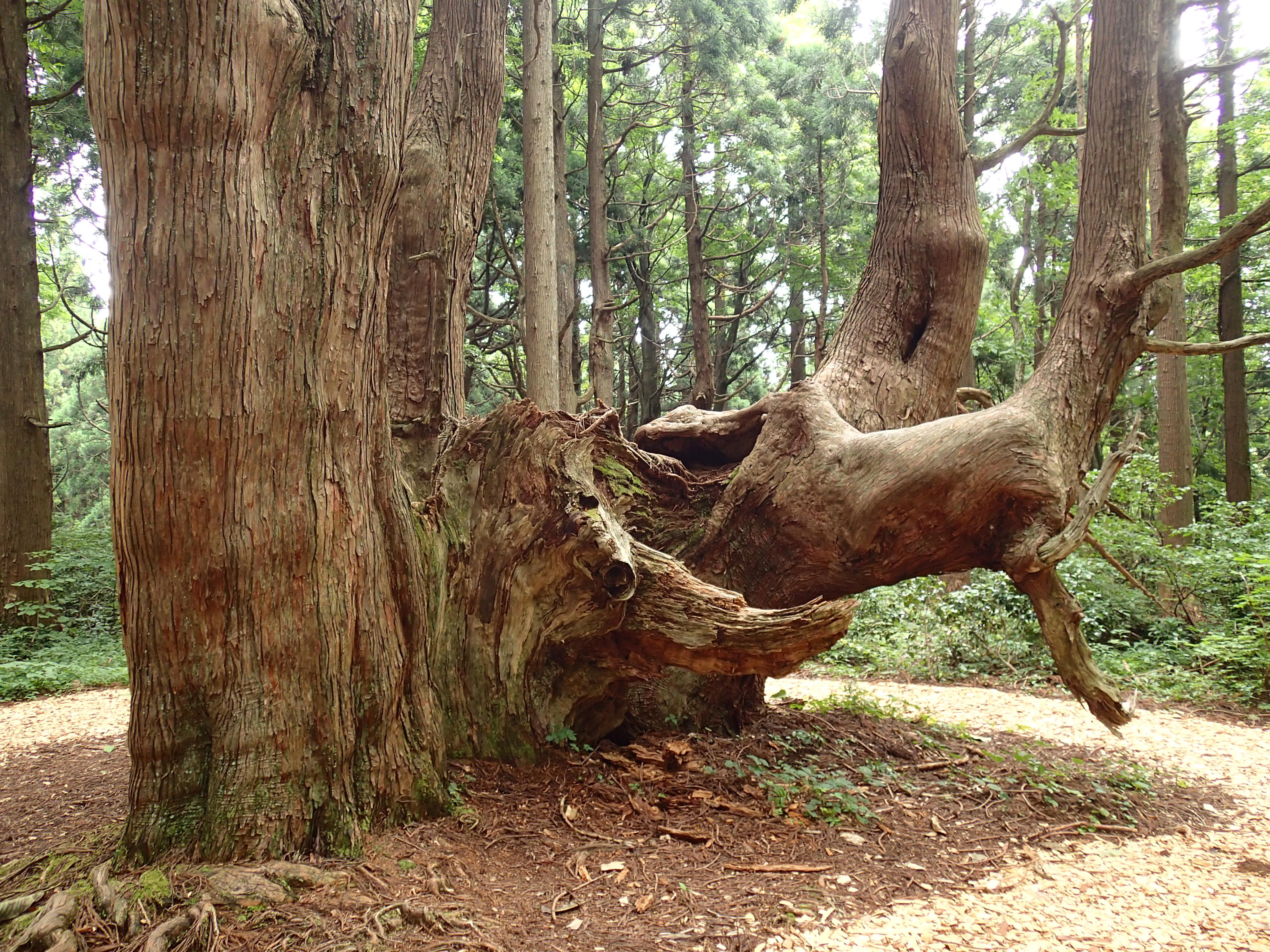 幻想の森 で千年前を想像した ハンモックさんの戸沢村の活動データ Yamap ヤマップ