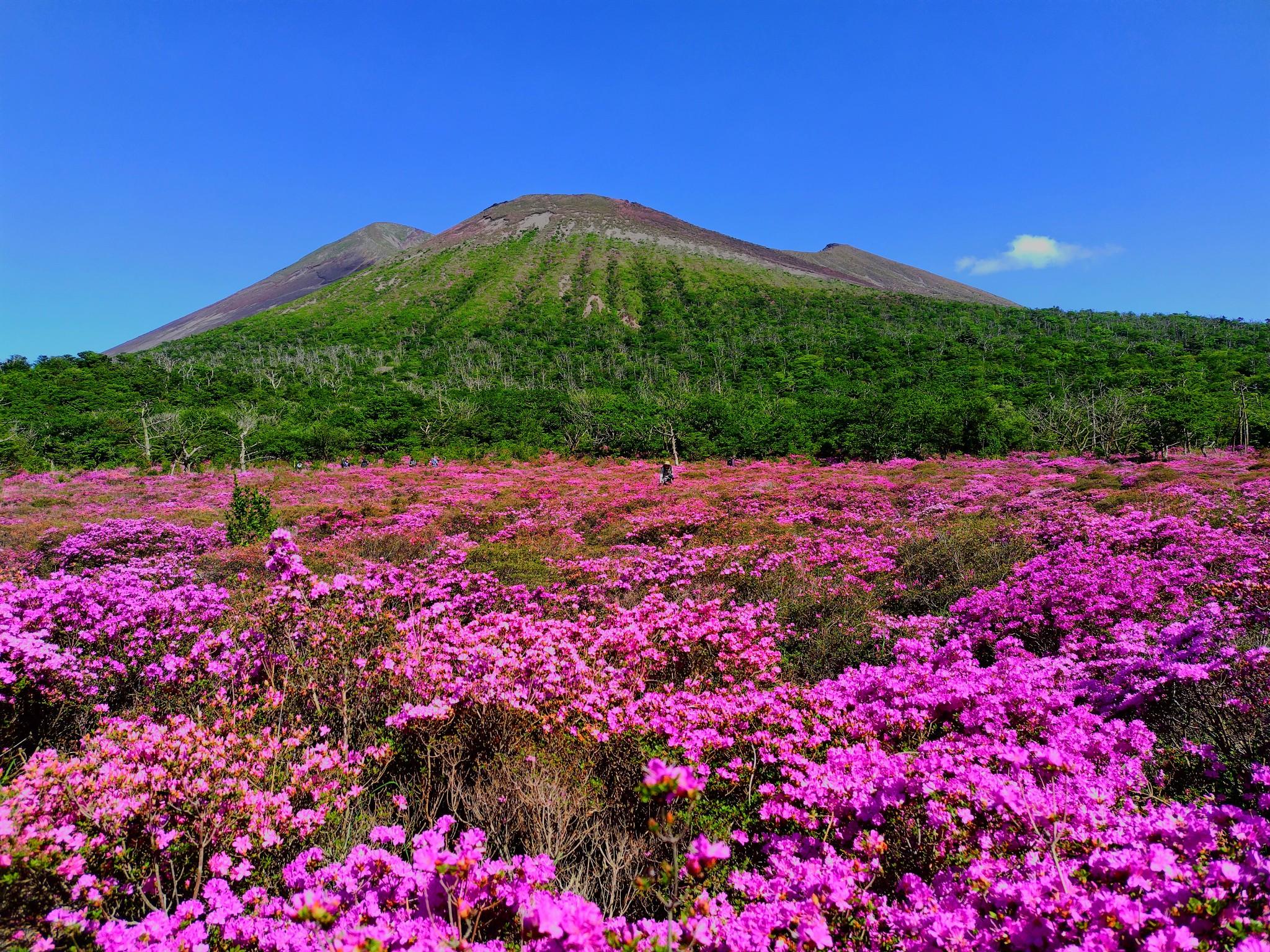 霧島『鹿ヶ原』の深山霧島ミヤマキリシマ見頃【令和五年】2023年5月23日 / RIKA19840127さんの霧島山・韓国岳・高千穂峰・夷守岳 ...