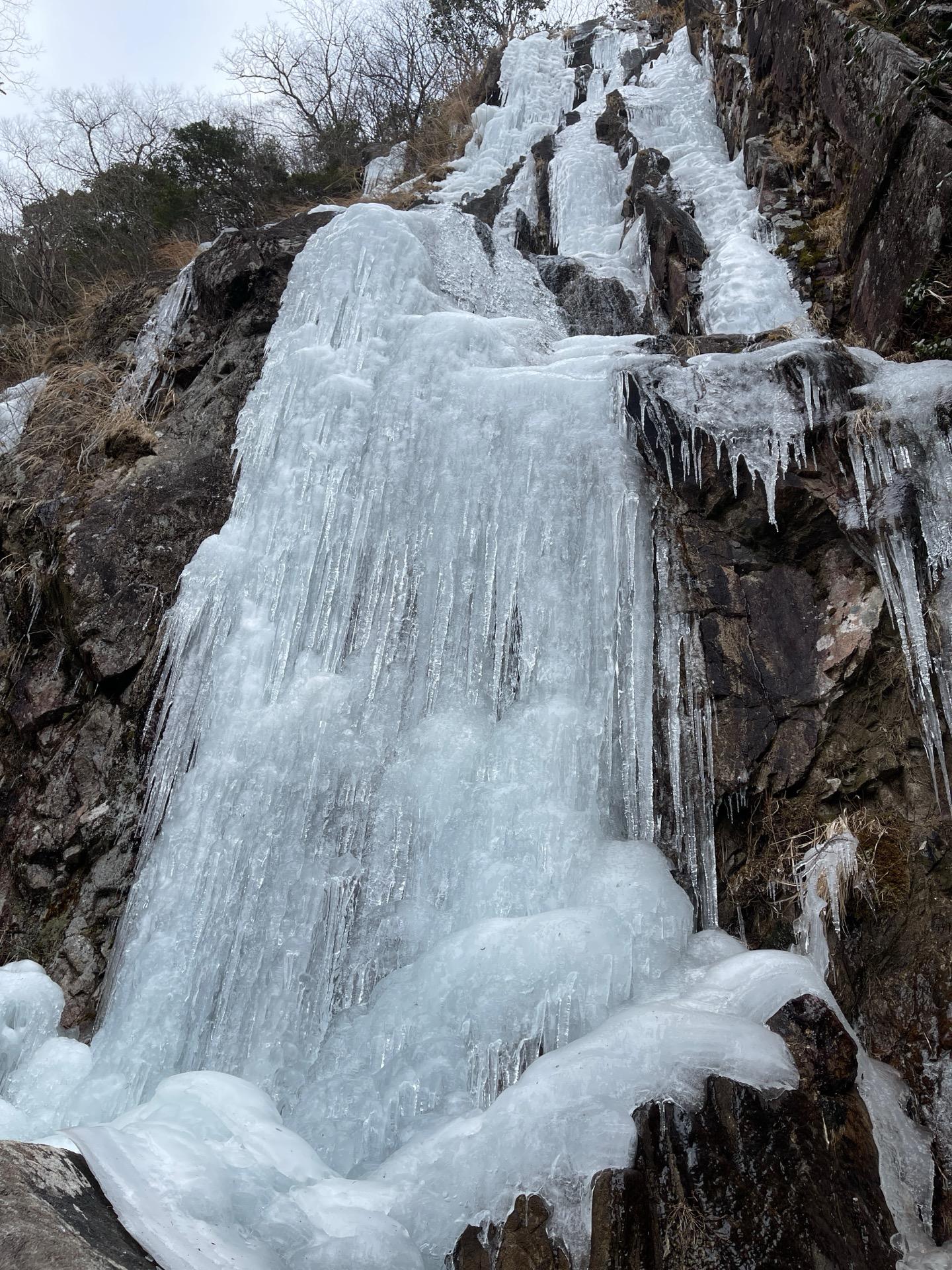 御堂赤松岩手県産山木山採り懸崖希少