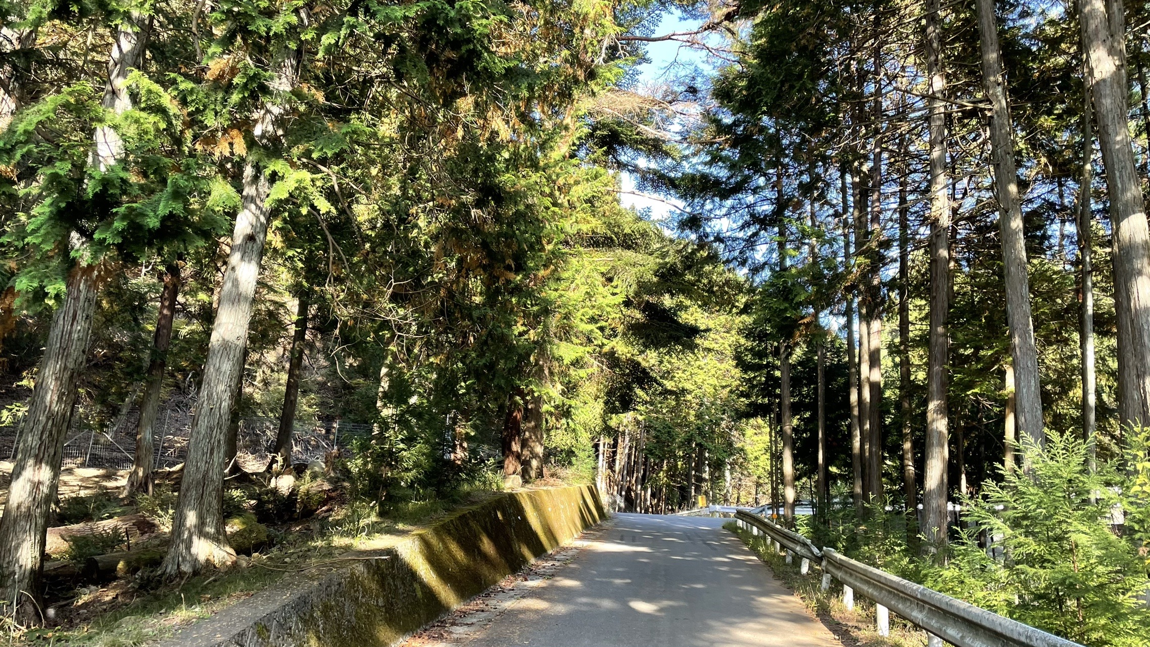 滝子山は二度おいしい 11 01 かずさんの滝子山 大谷ヶ丸 笹子雁ヶ腹摺山の活動データ Yamap ヤマップ