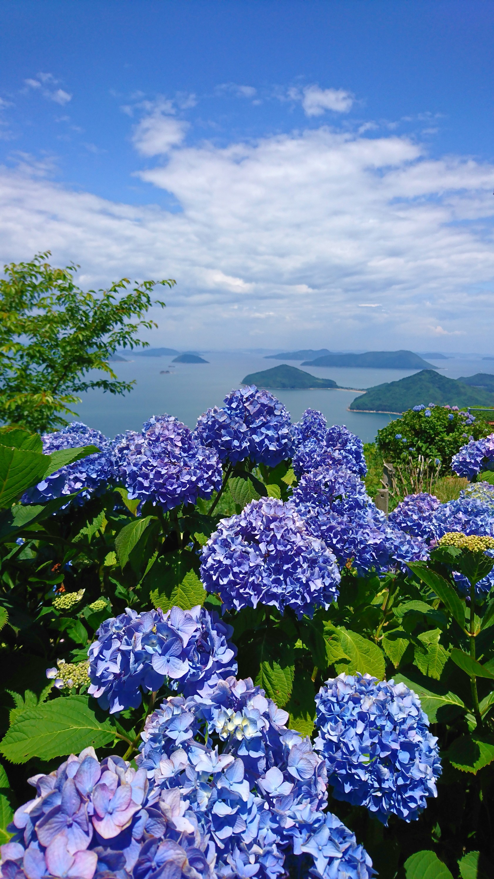 紫雲出山から天空の鳥居 稲積山へ つりよしさんの稲積山の活動日記 Yamap ヤマップ