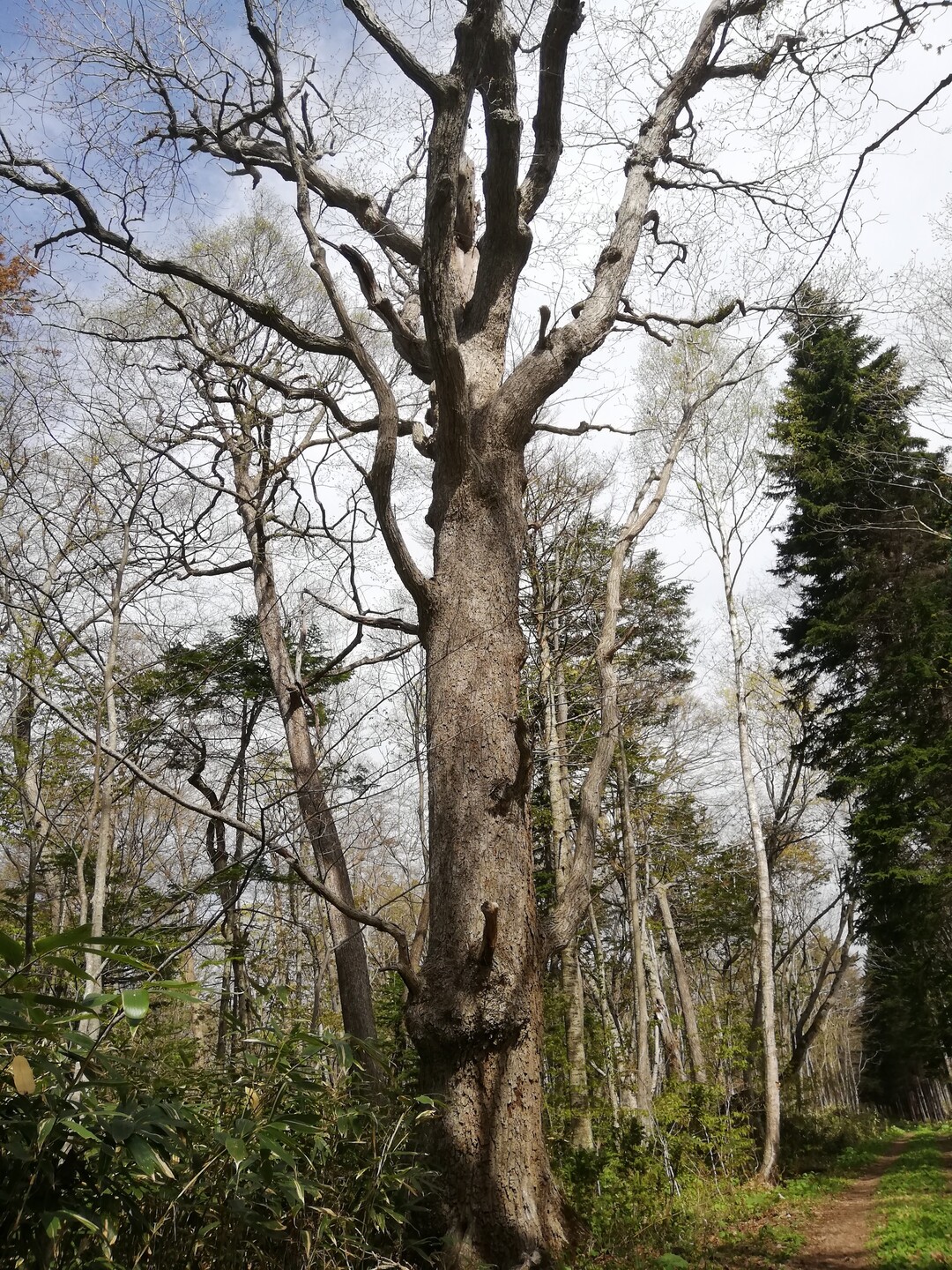 野幌森林公園 21 05 07 とちくん くんくんさんの野幌森林公園の活動日記 Yamap ヤマップ