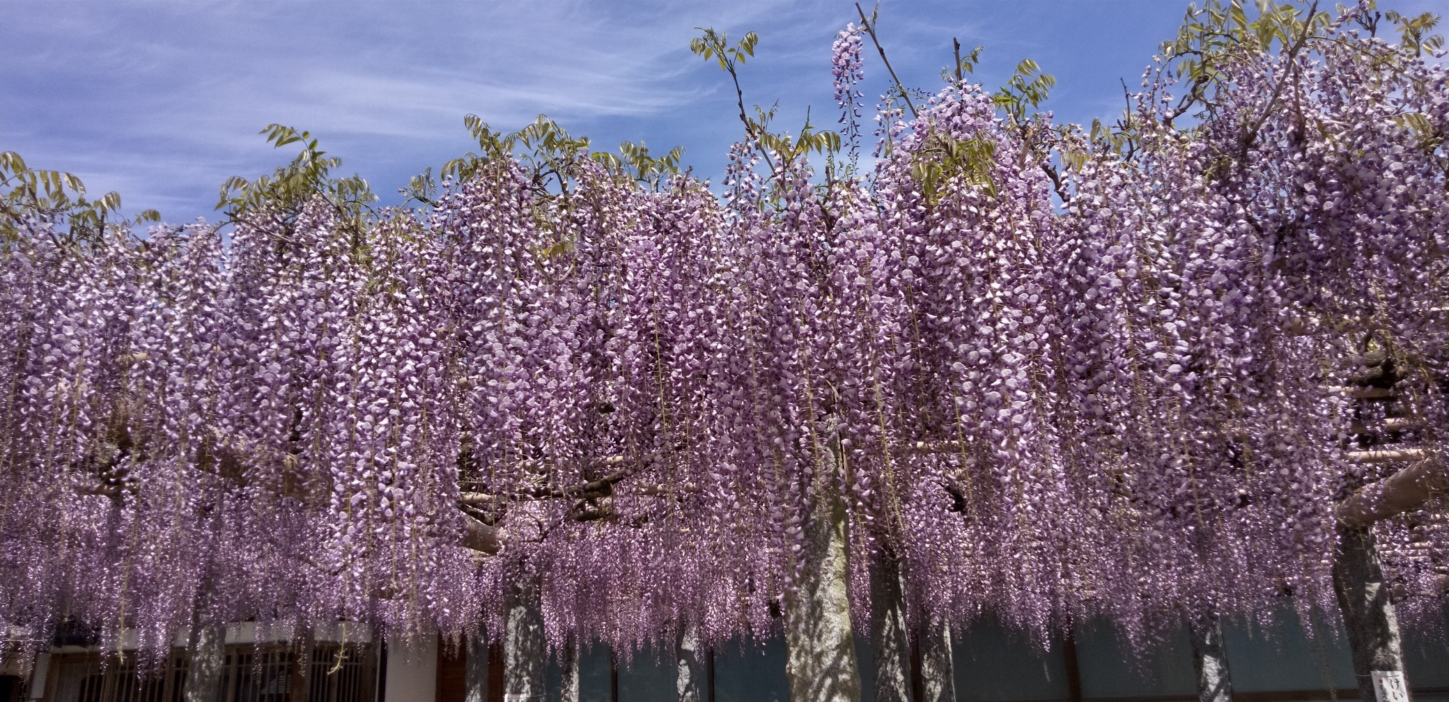長者の藤 武蔵寺 イッシーさんの天拝山 基山の活動データ Yamap ヤマップ